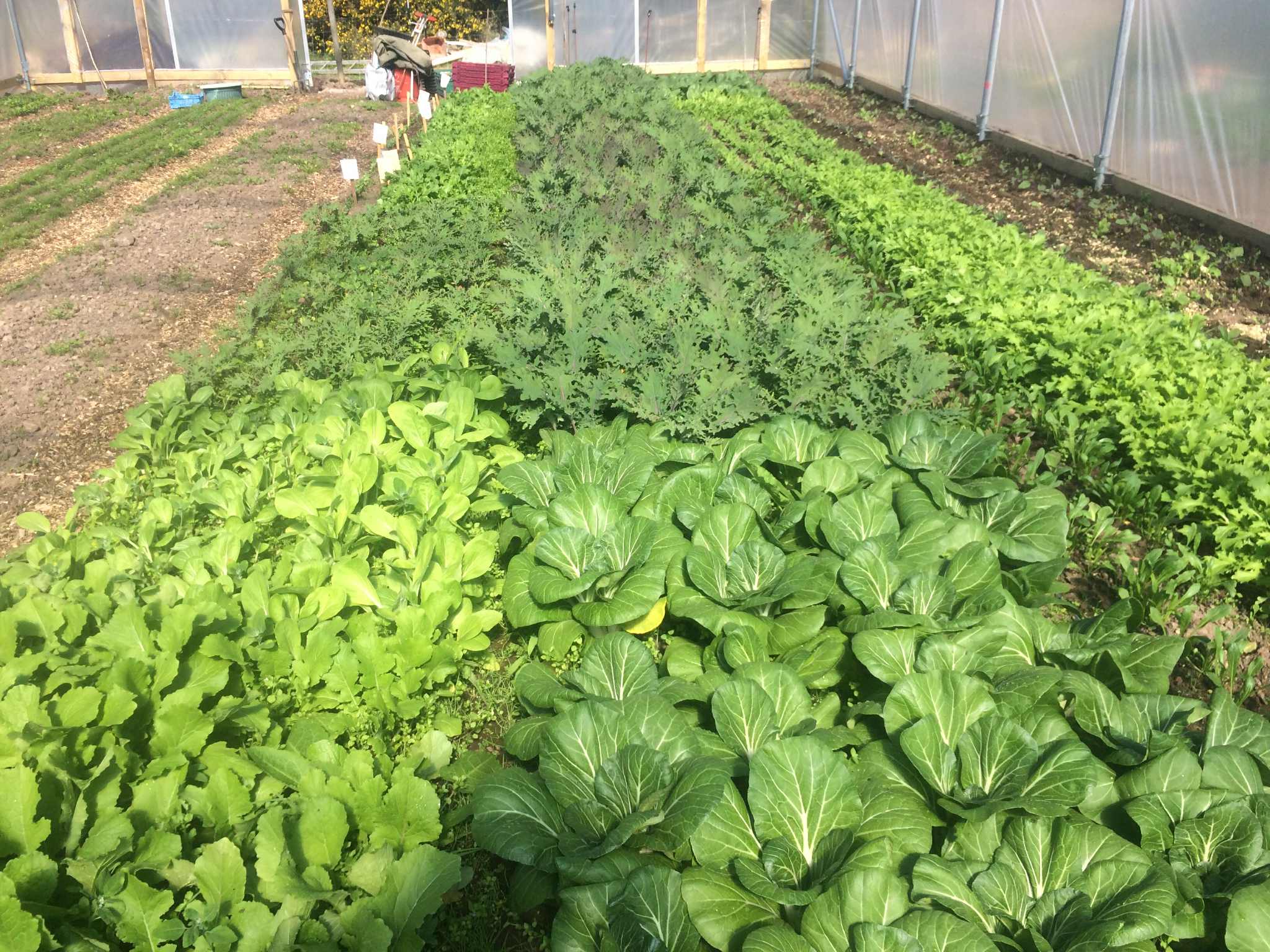 Image of Seasonal Greens 200g