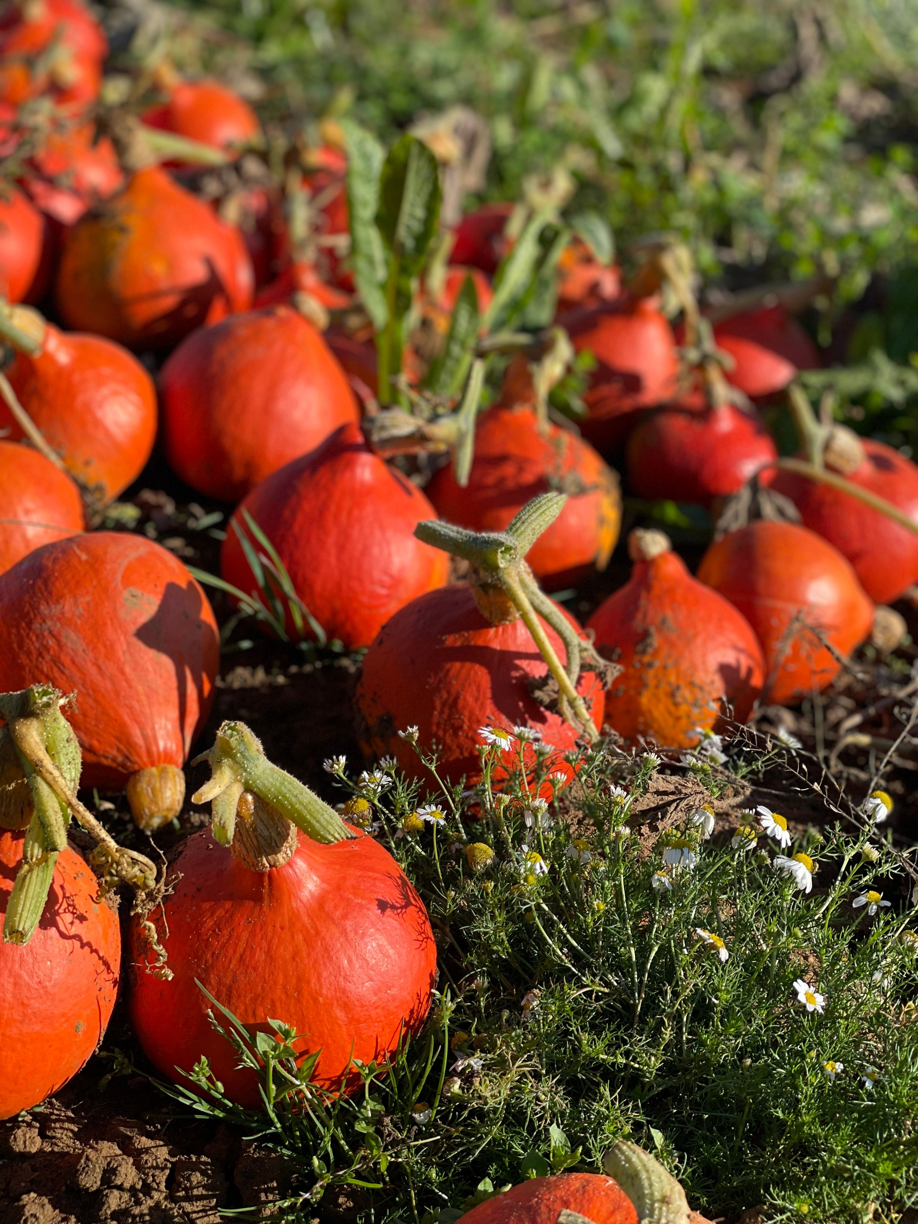 Image of Uchiki Kuri Squash