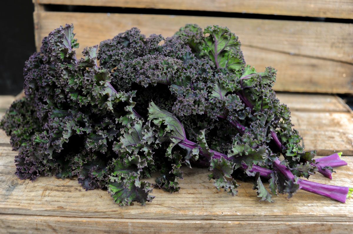 Image of Red Curly Kale