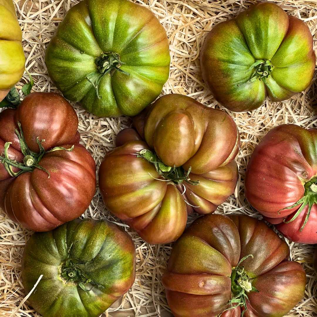 Image of Tomatoes - Cotoleé Noire (Organic)