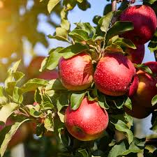 PYO Apples - Worcester Pearmain