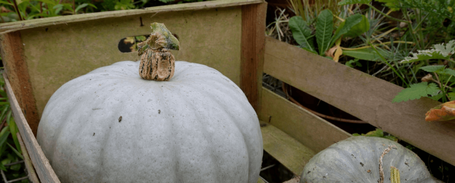 Image of Squash, Crown Prince