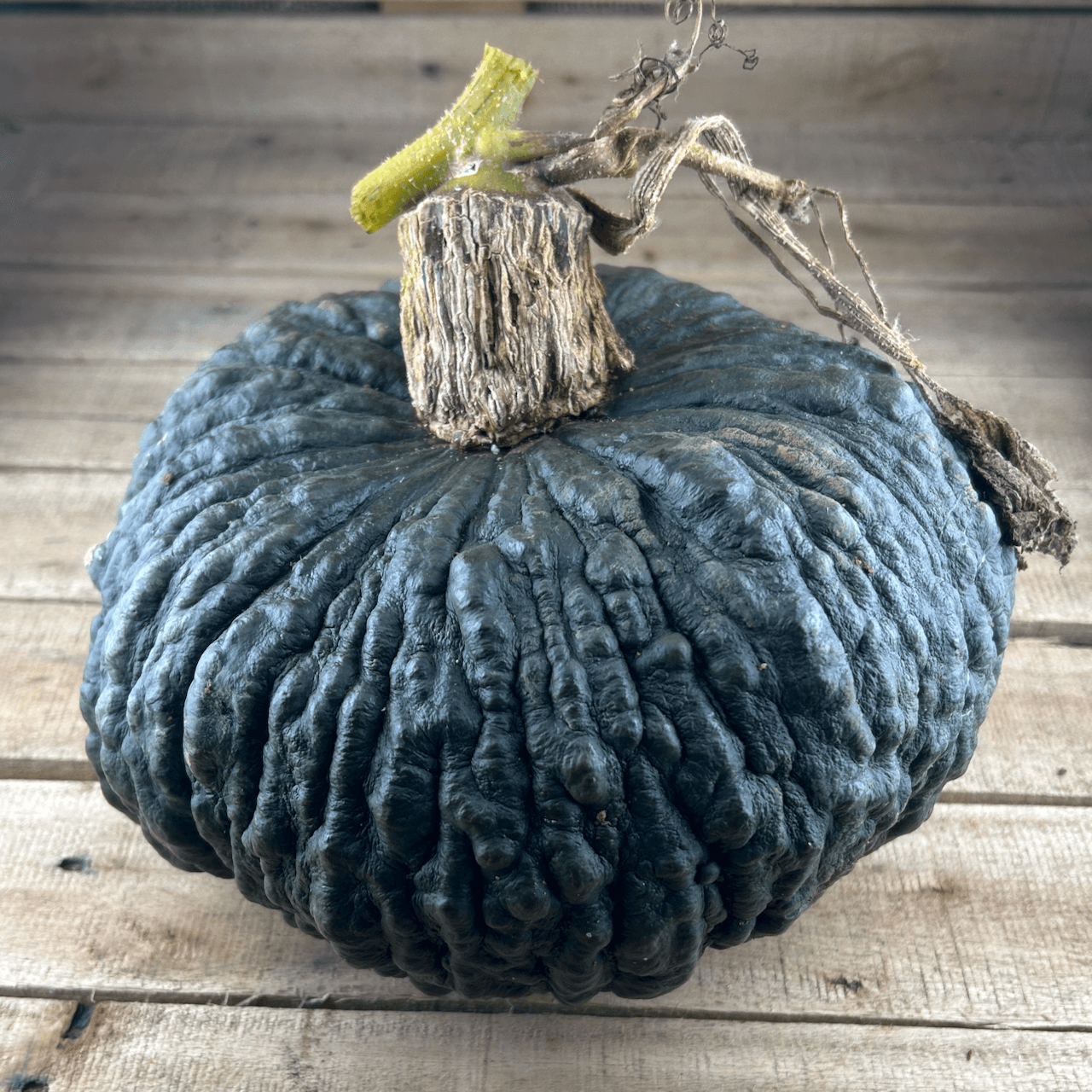 Marina di Chioggia Squash