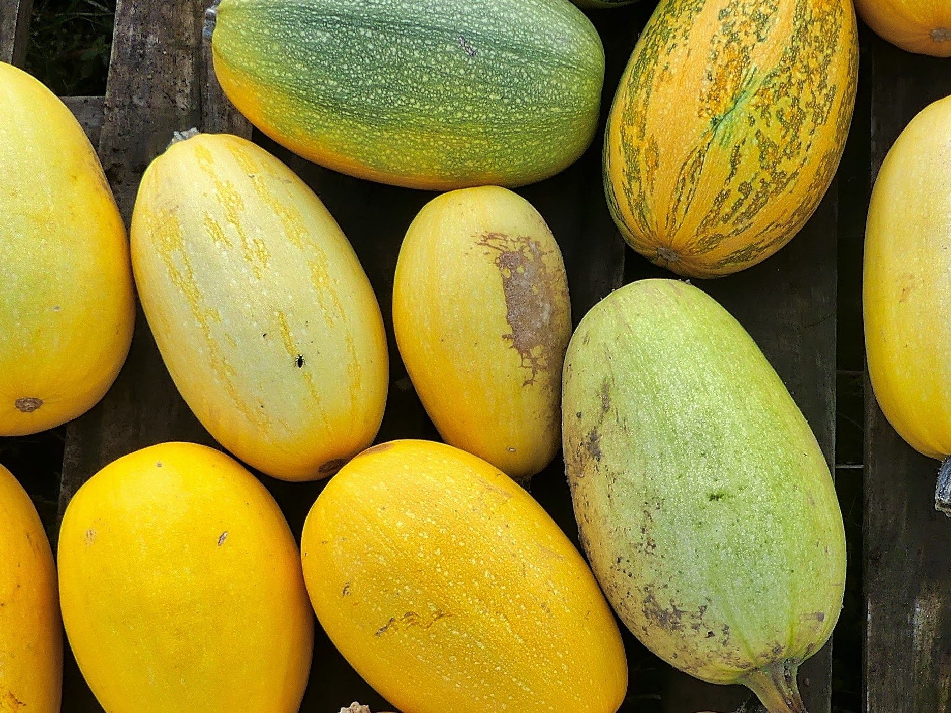 Image of Squash - Vegetable Spaghetti