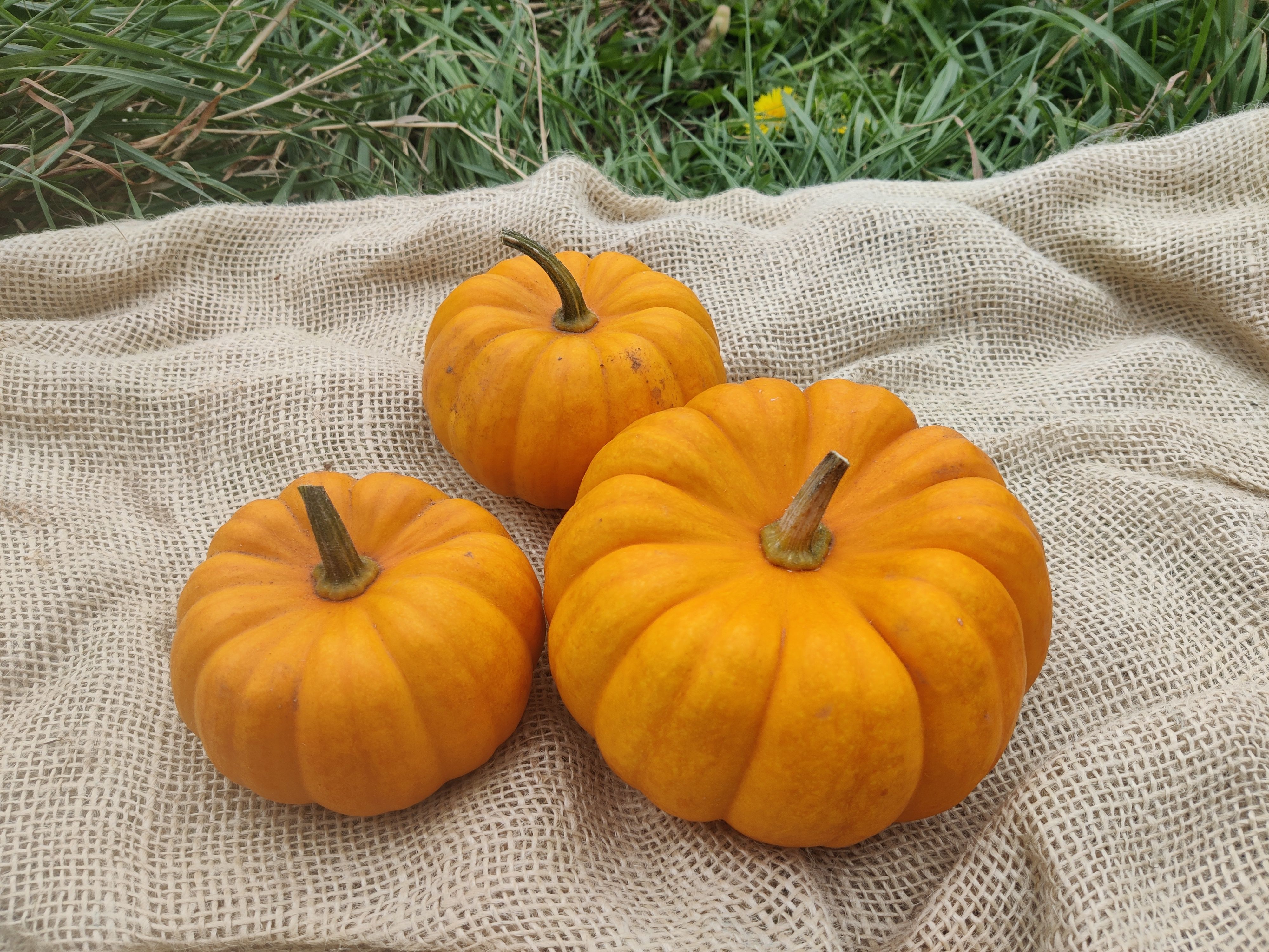 Image of Seasonal Highlights