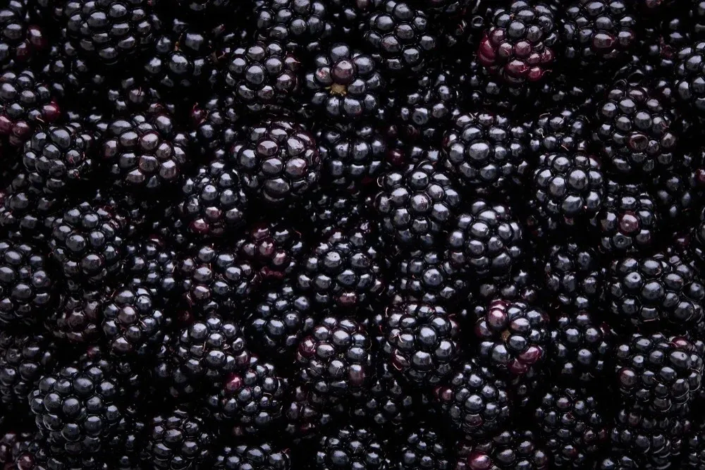 Blackberries P4P