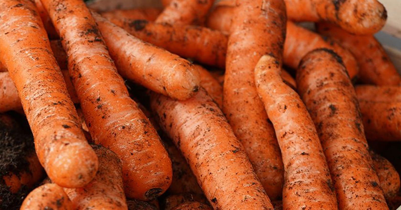 Image of Carrots