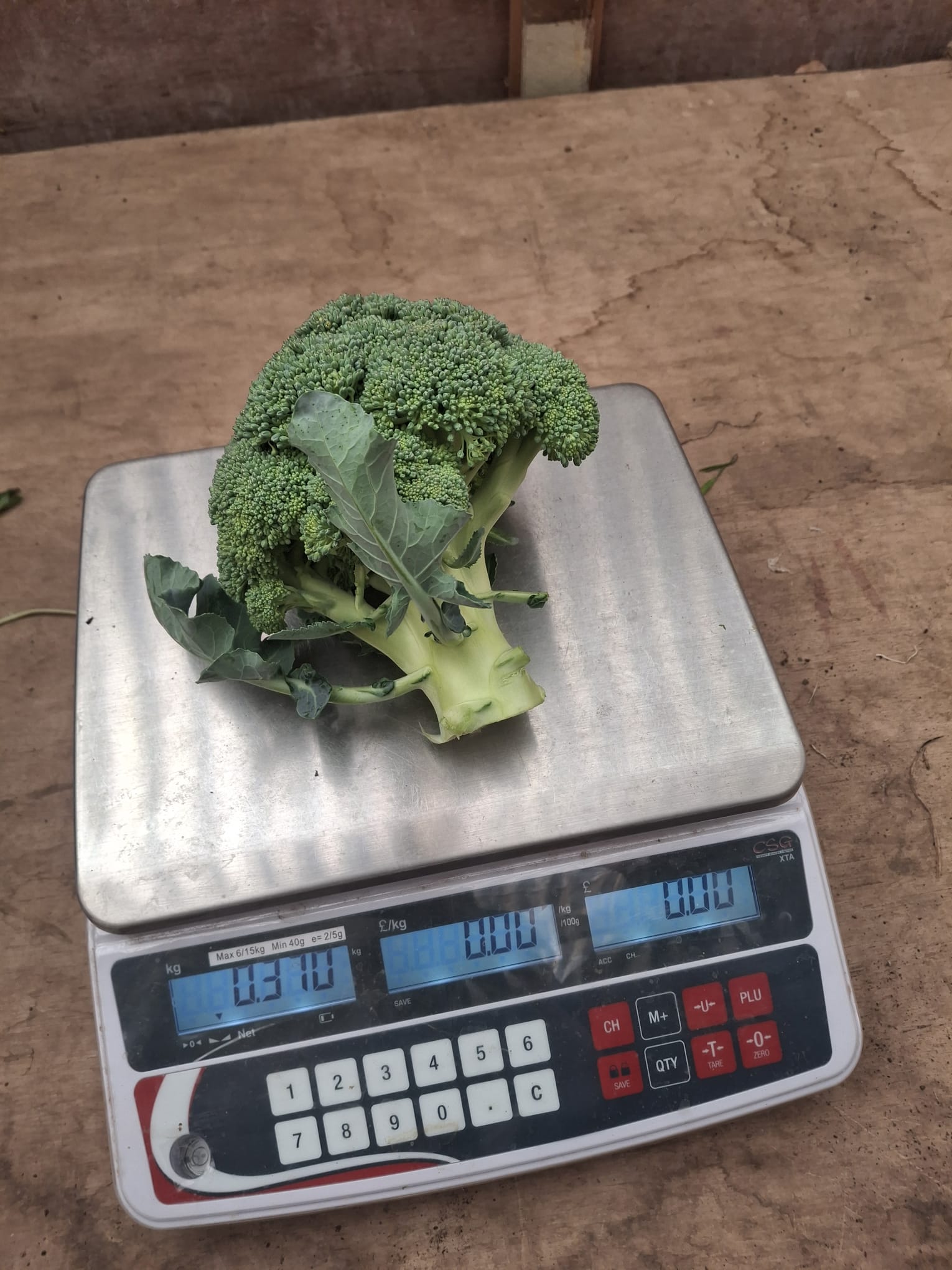Brocoli / Broccoli