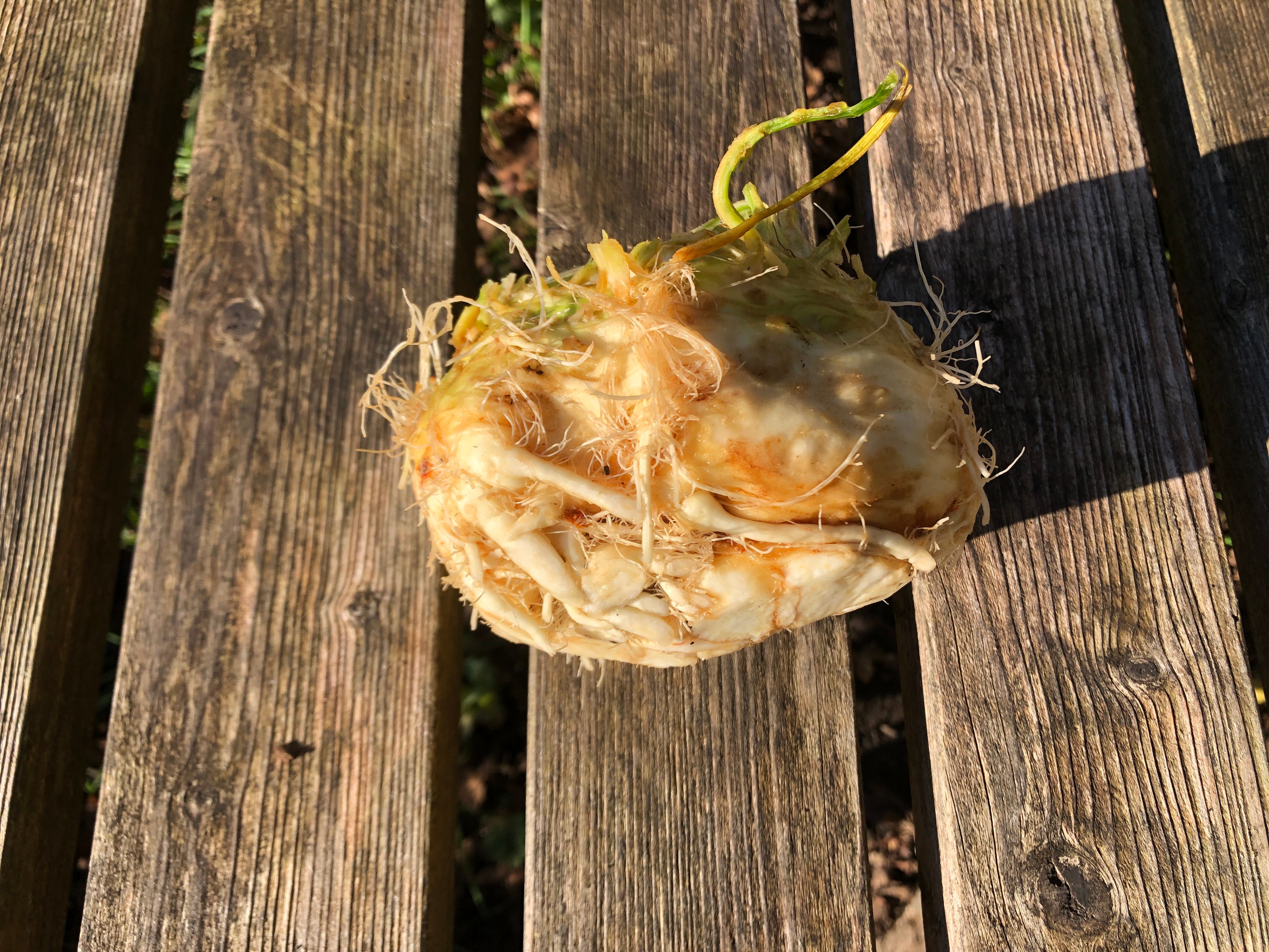 Celeriac