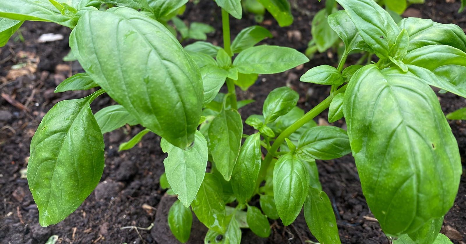 Image of Basil, Plant