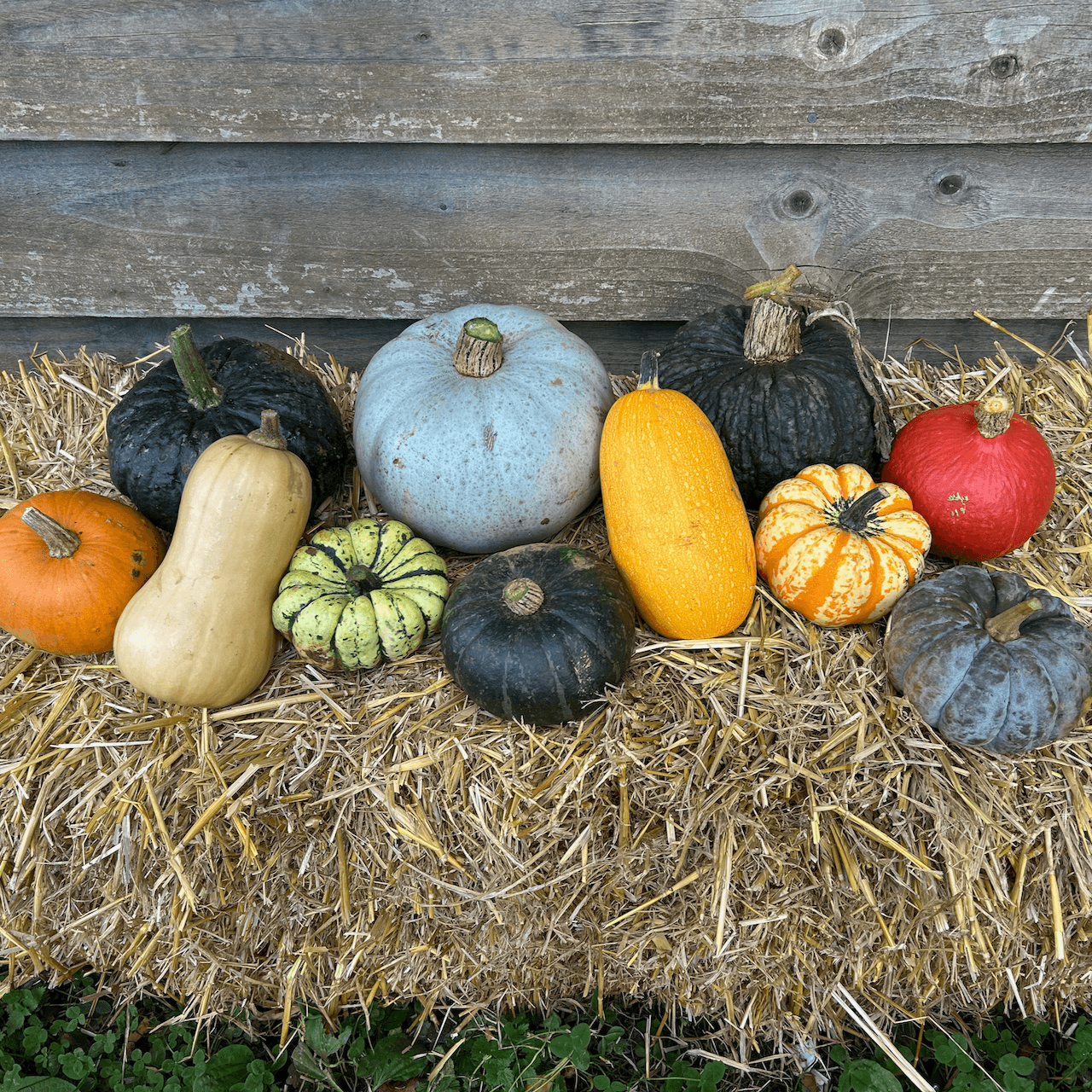 Organic Squash Box