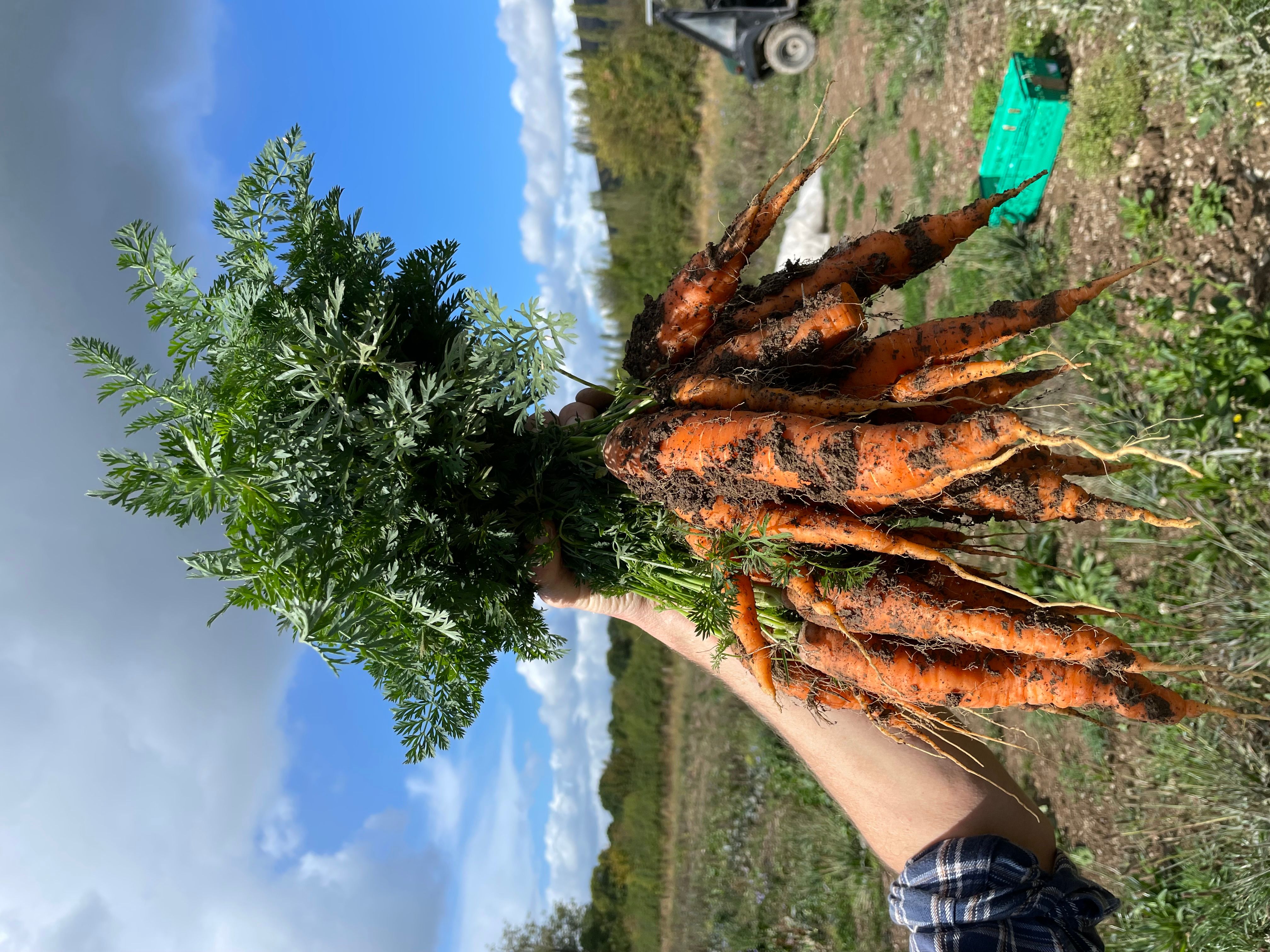 Carrot Orange