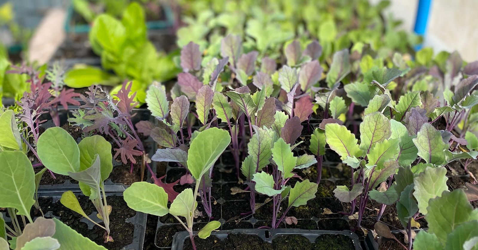 Image of Veg Plants