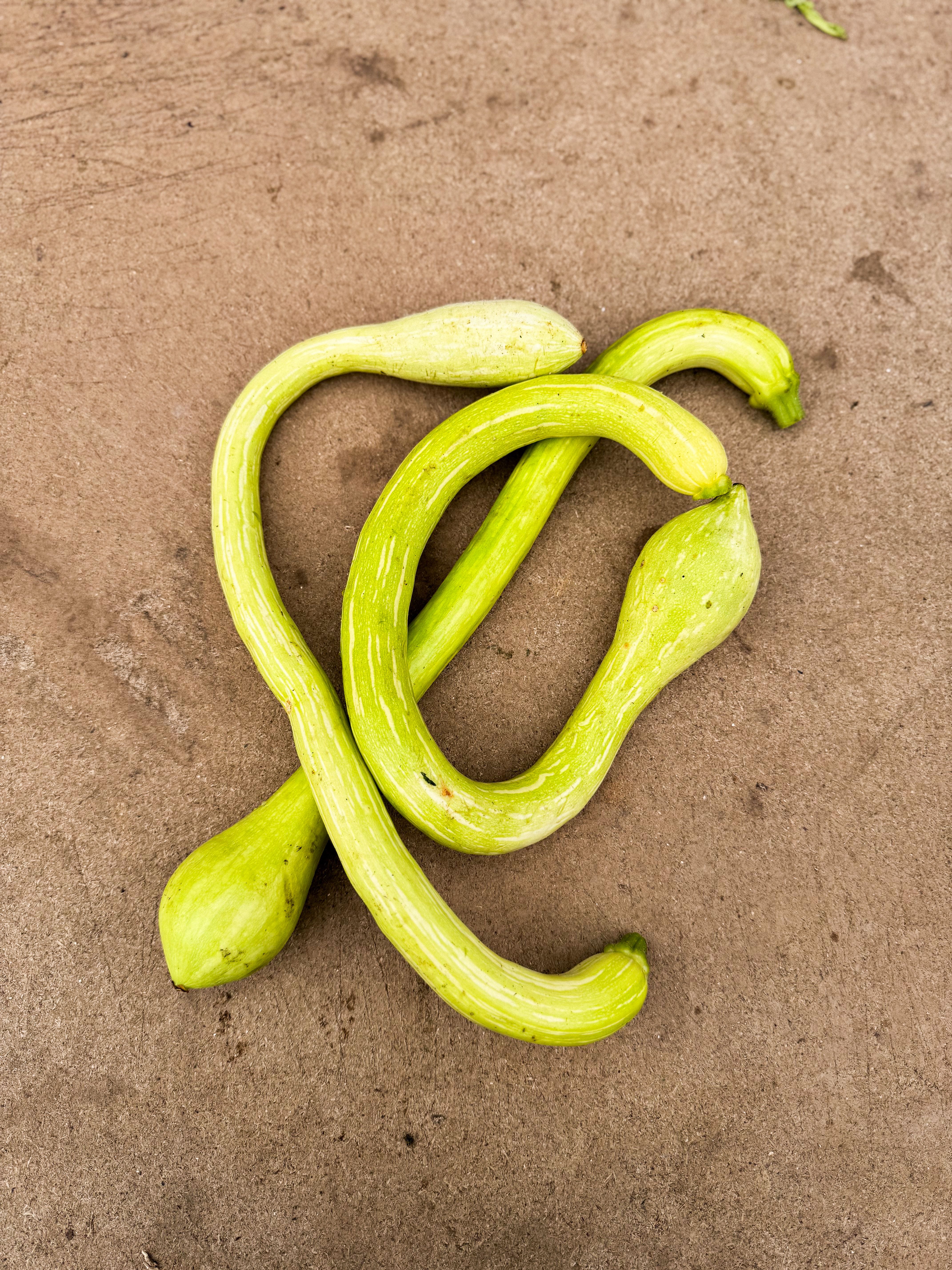 Tromboncino Courgette