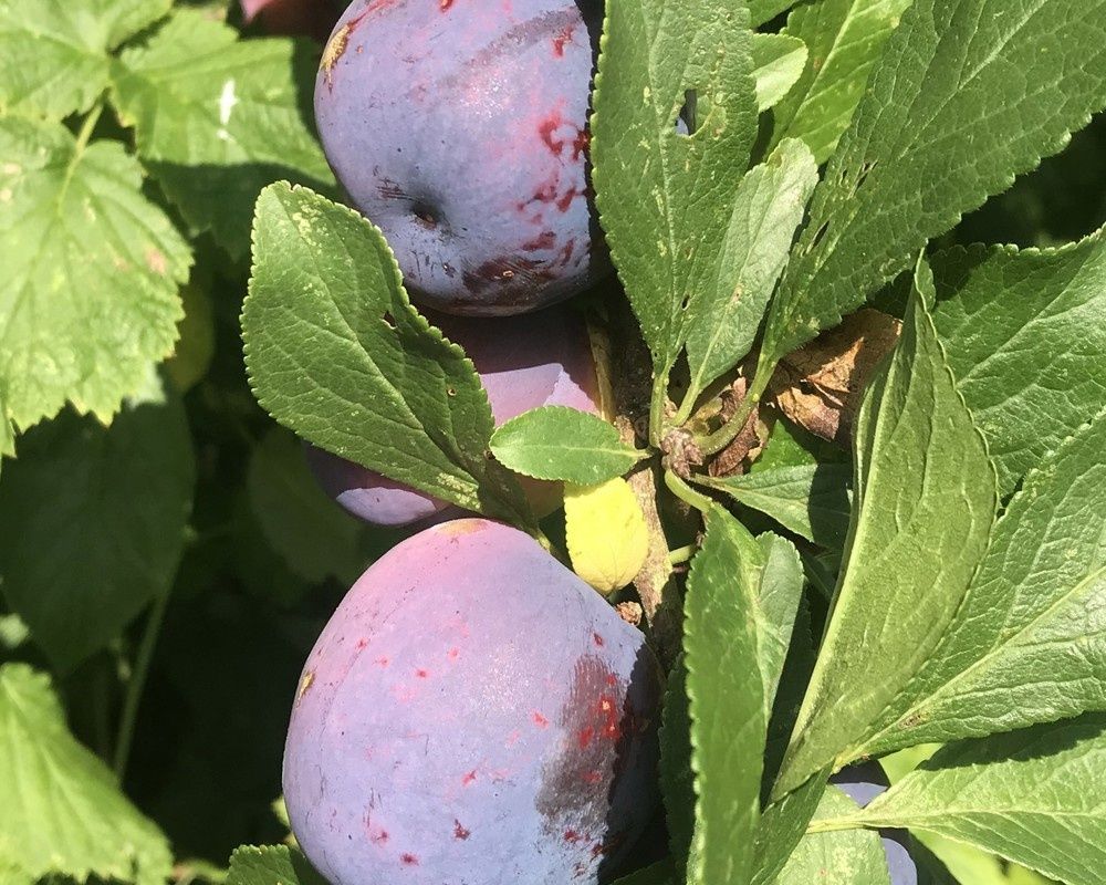 Image of Plums