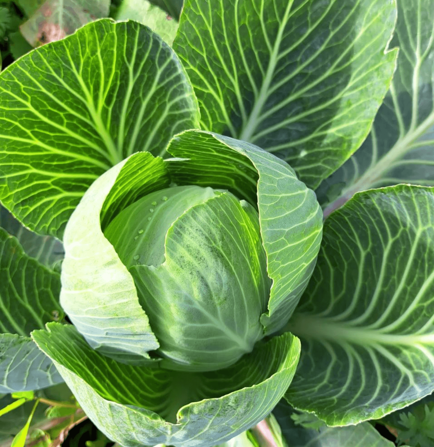 Image of Veg Boxes
