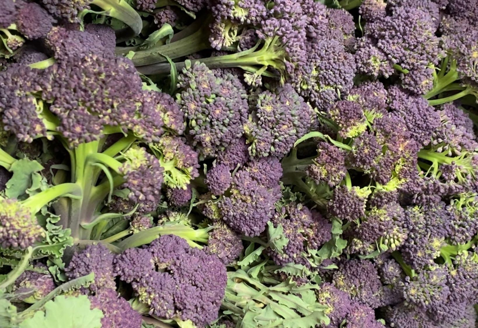 Broccoli - Purple Sprouting 250g