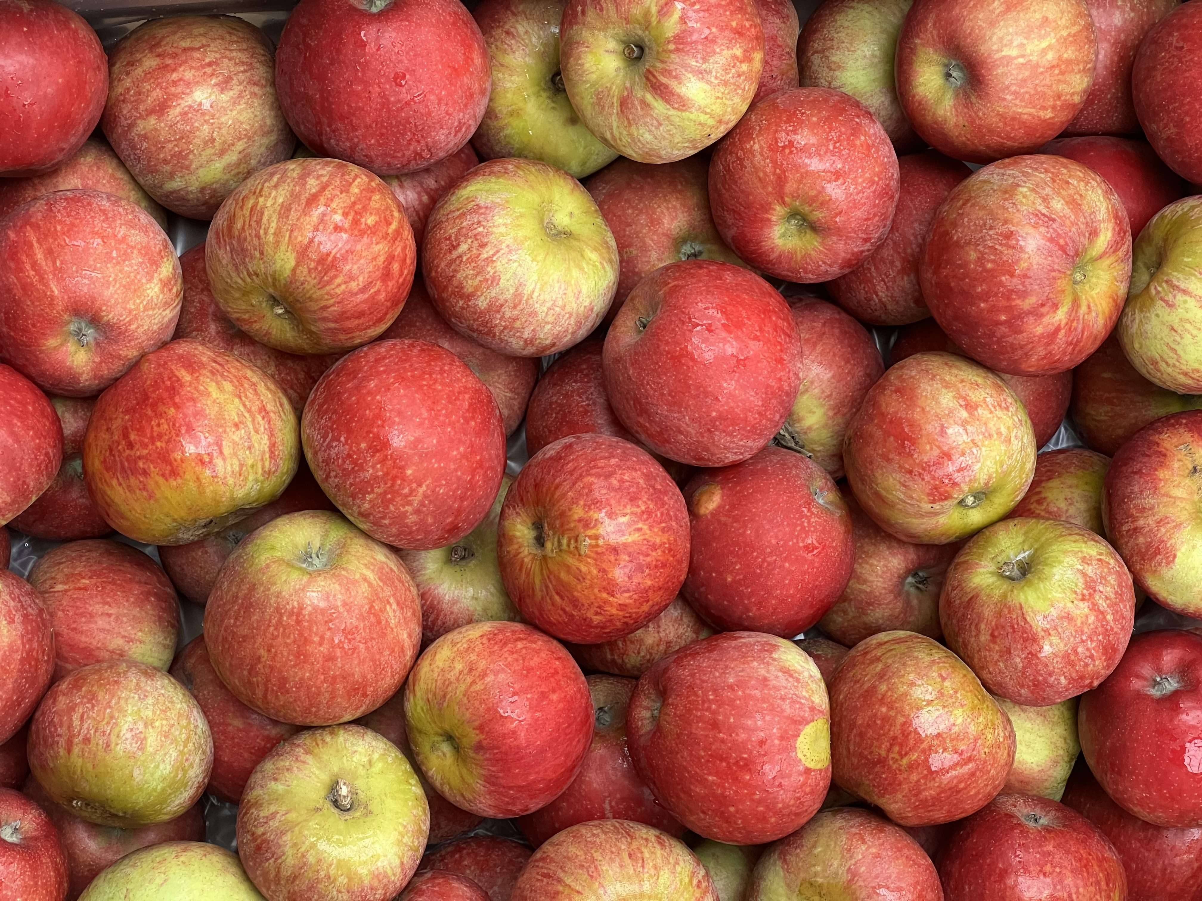 Apples - Scrumptious