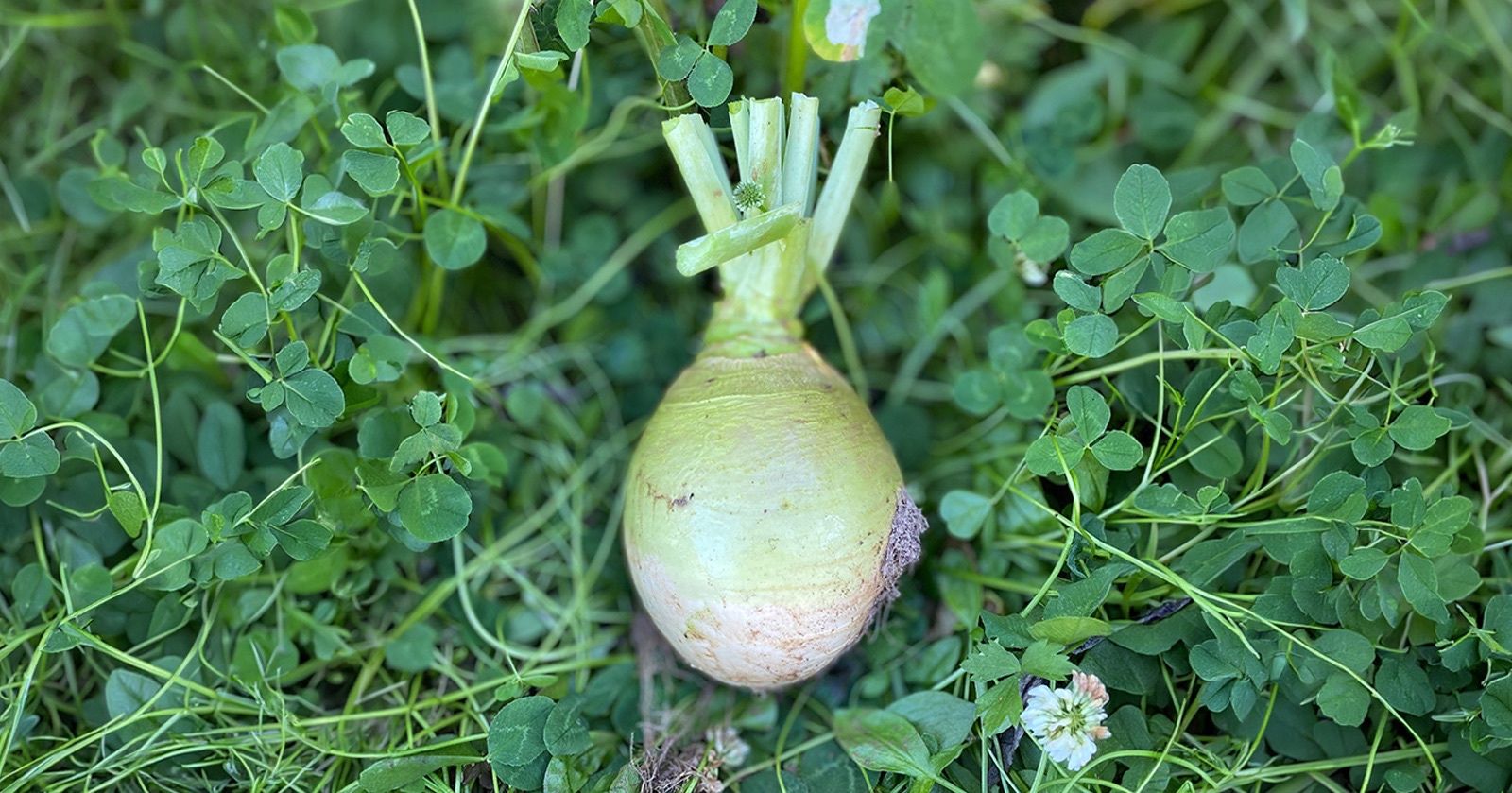 Image of Swede