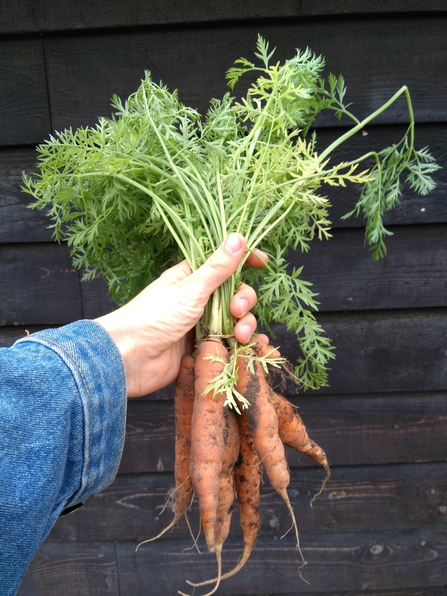 Image of Carrot Top Pesto by Prue Leith
