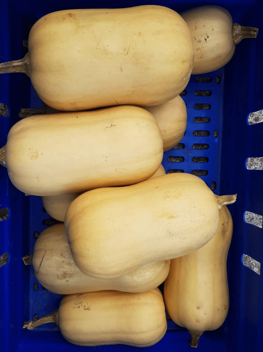 Butternut squash