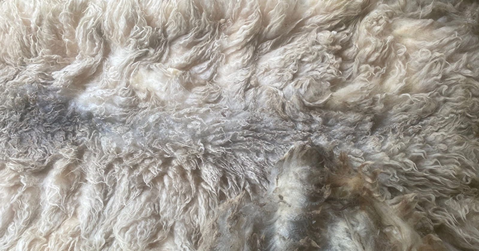 Image of Wool