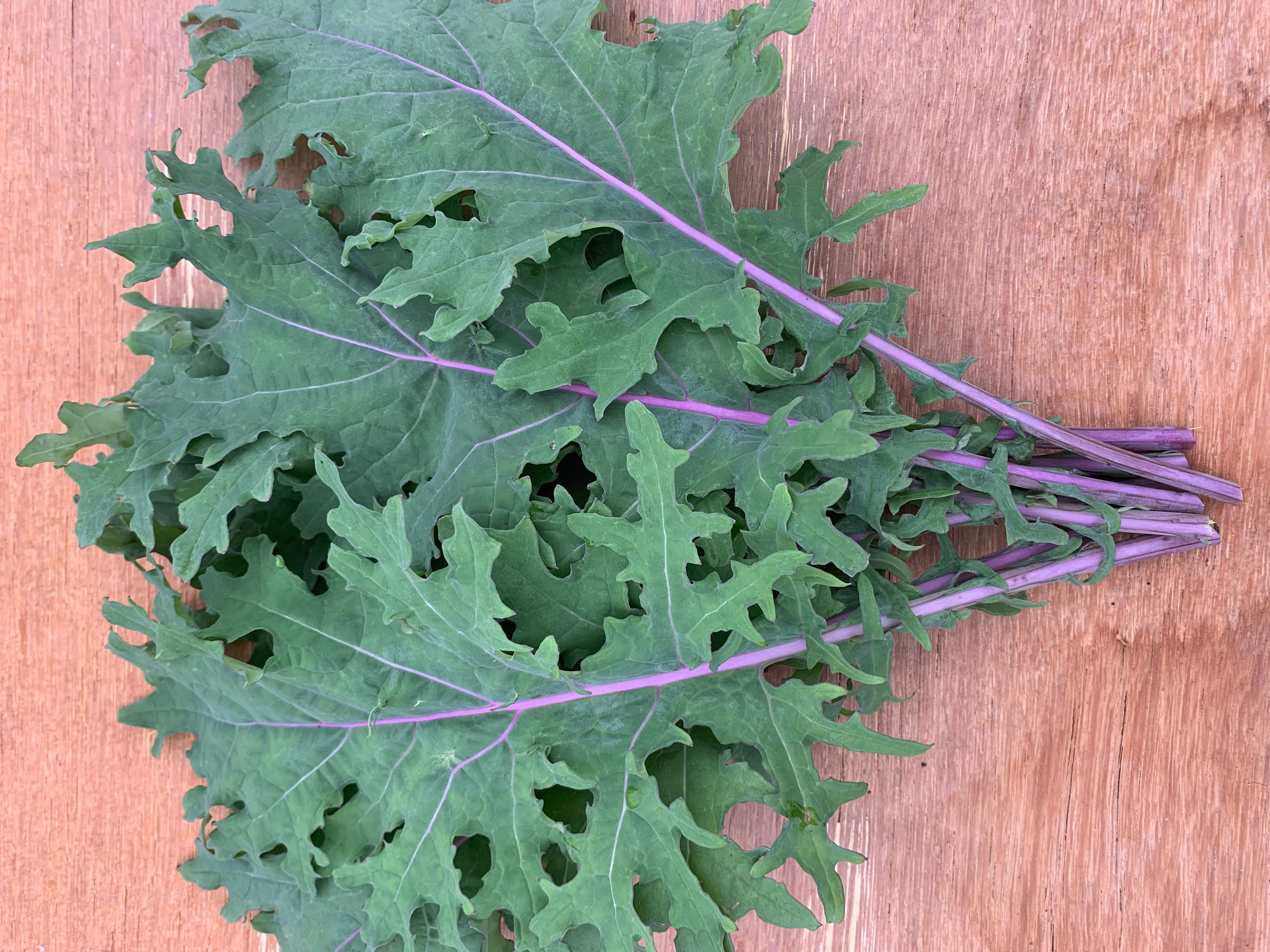 Image of Red Russian Kale