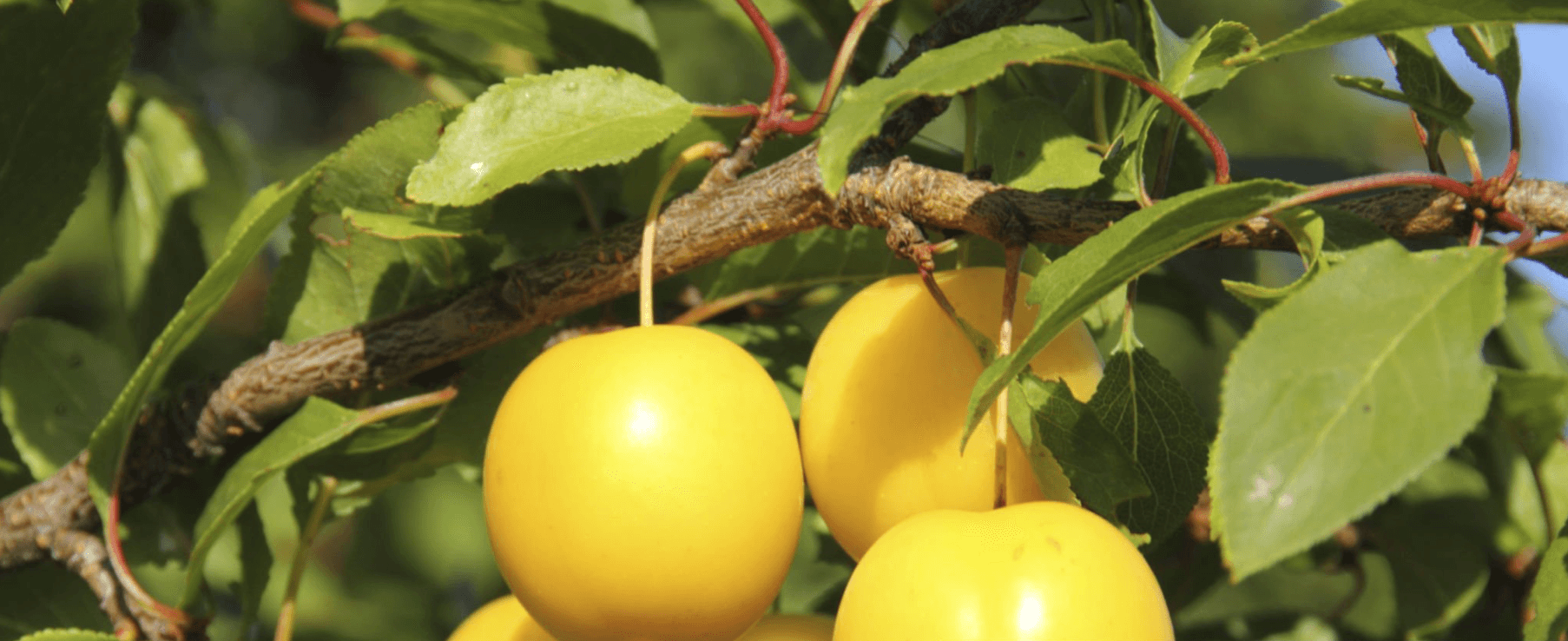 Image of Plums
