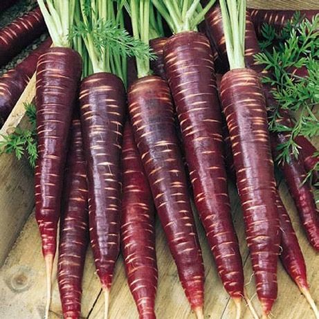 PYO Carrots - Purple Sun