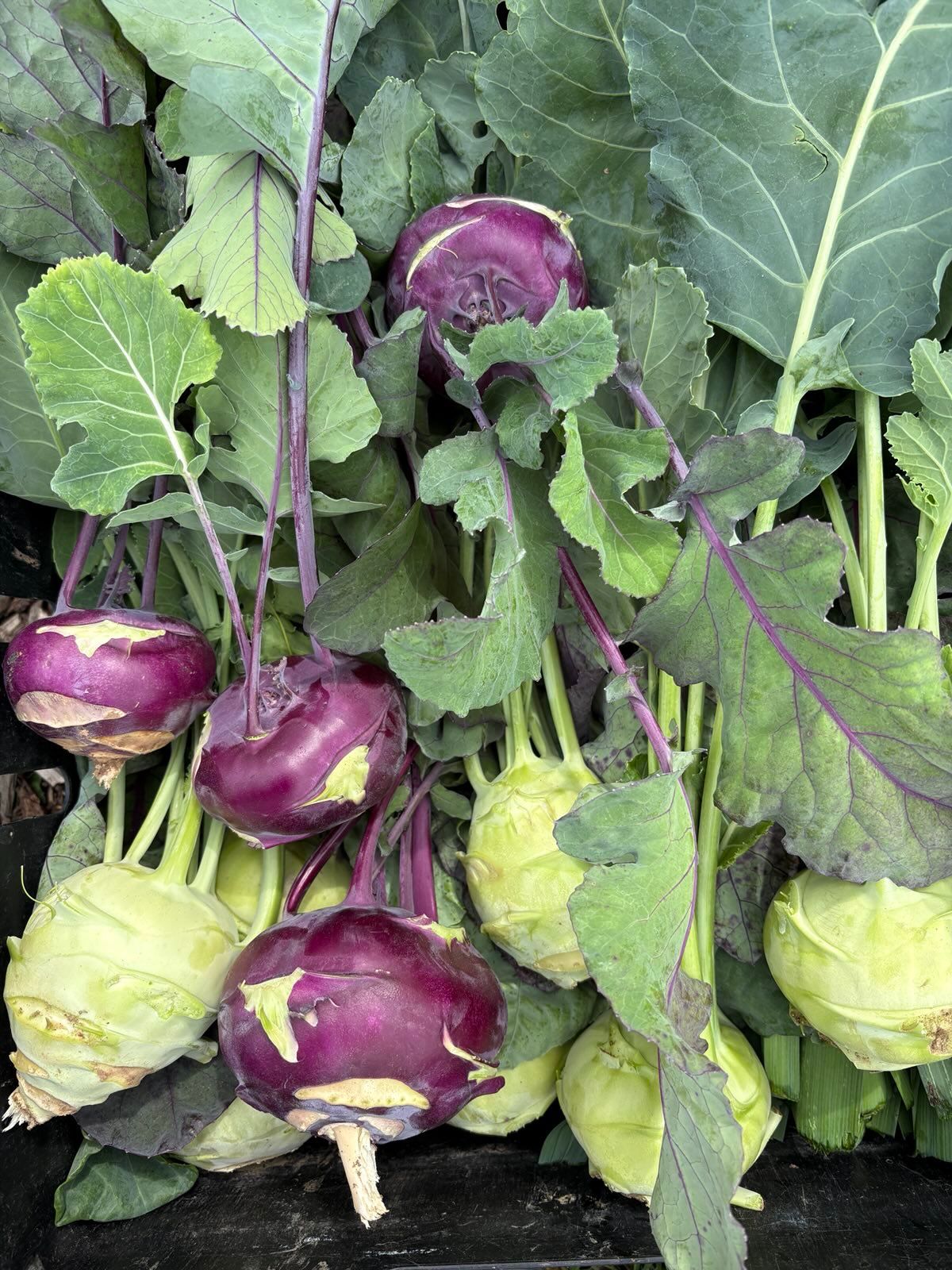 Kohl rabi