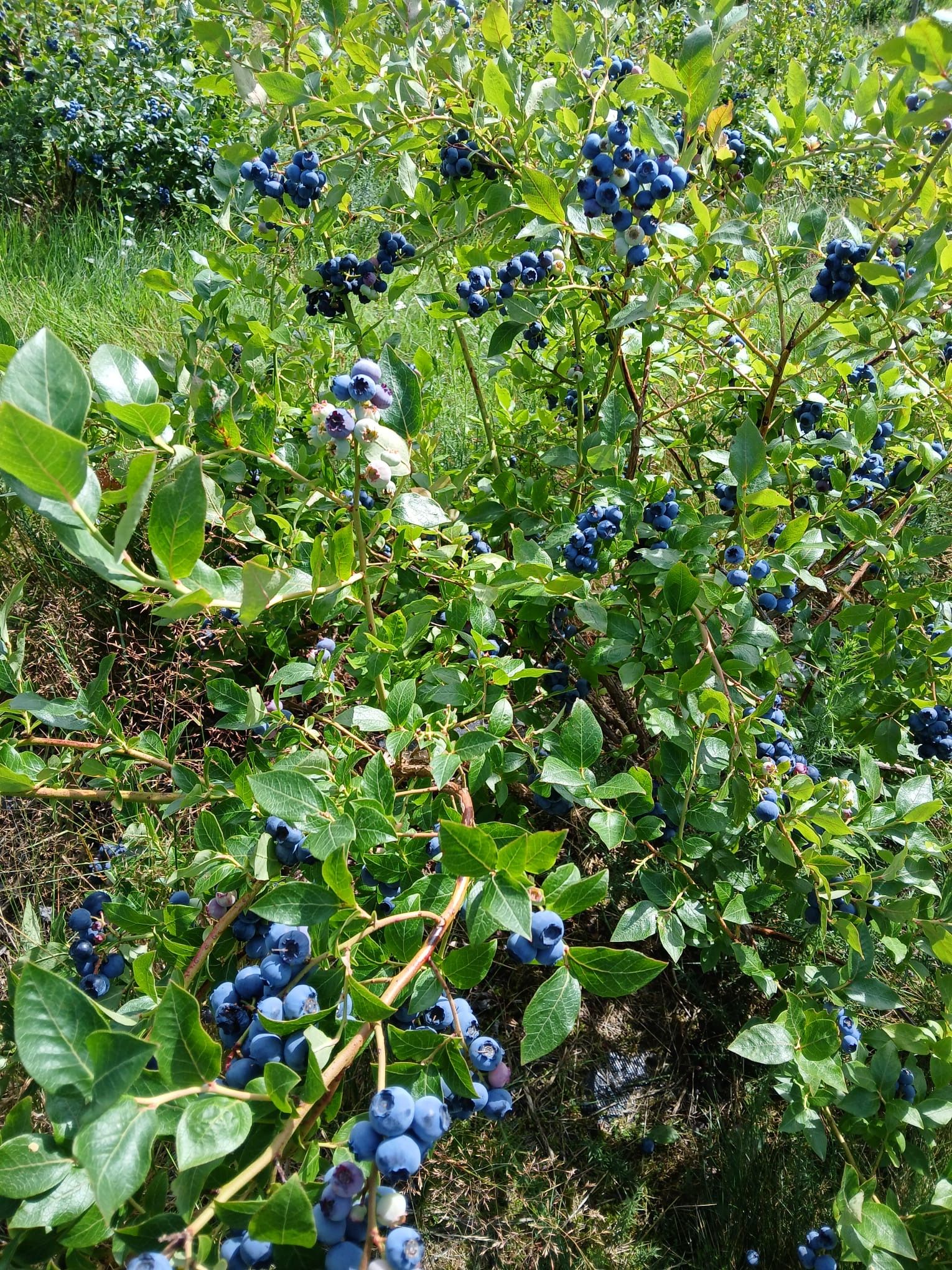 Blueberries - local