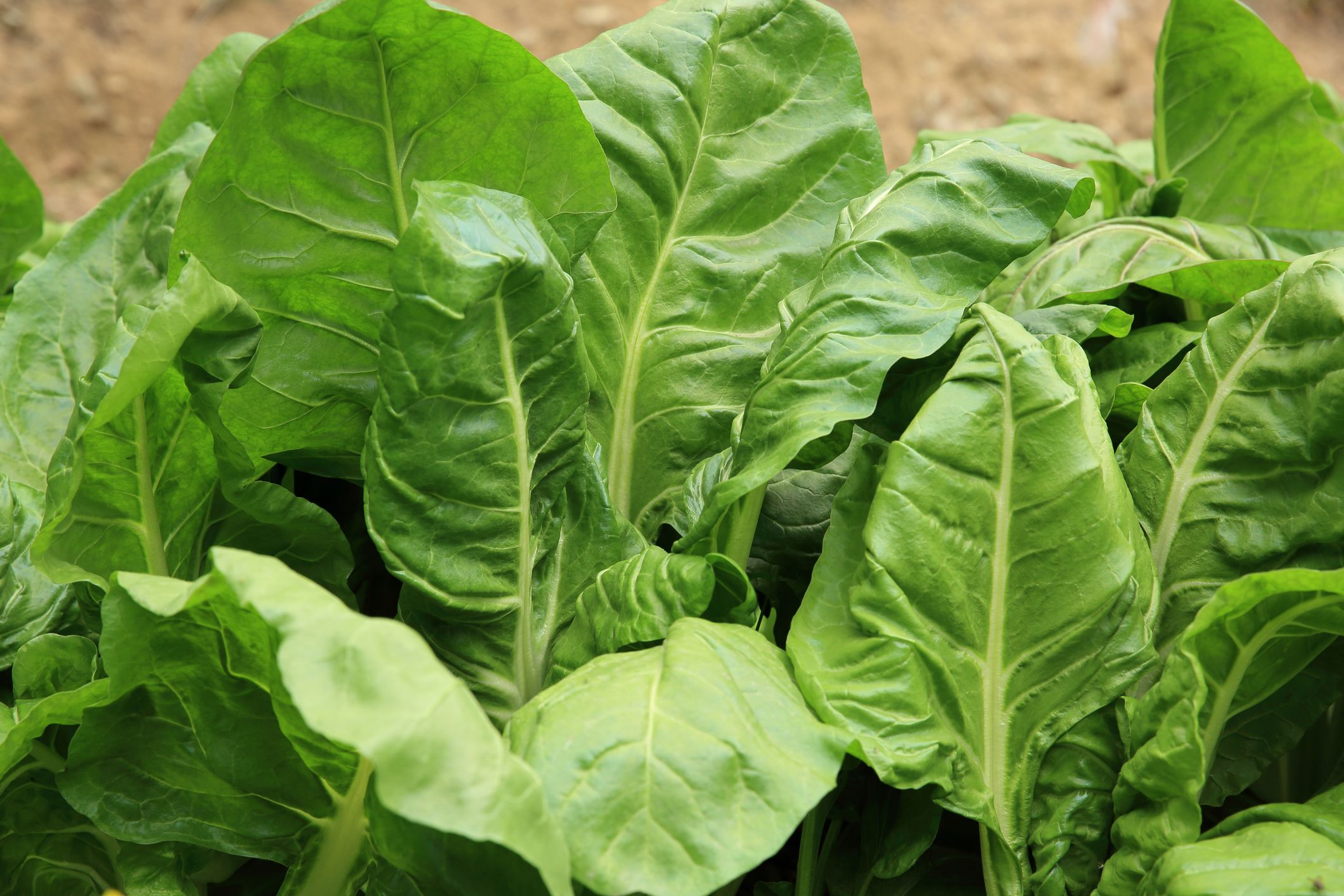 Image of Bunched Spinach