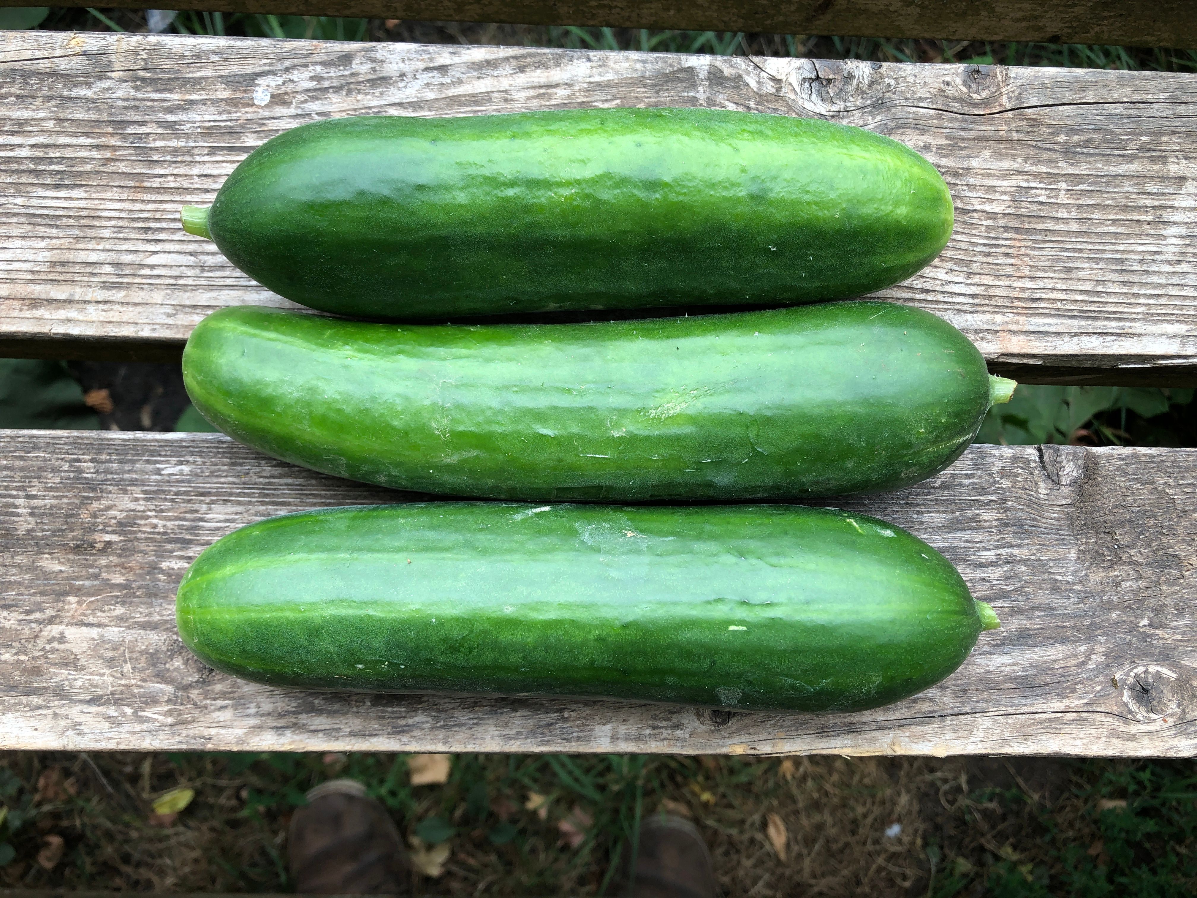 Cucumber - Midi