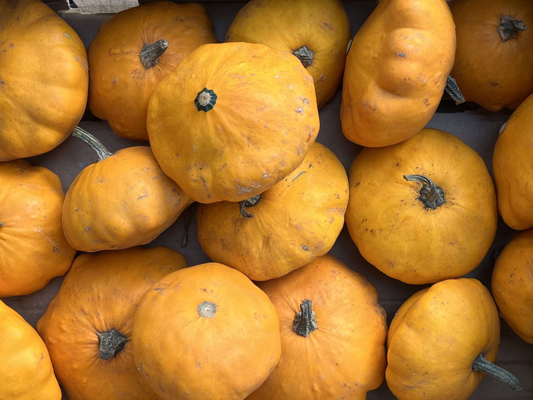 Squash Custard Yellow