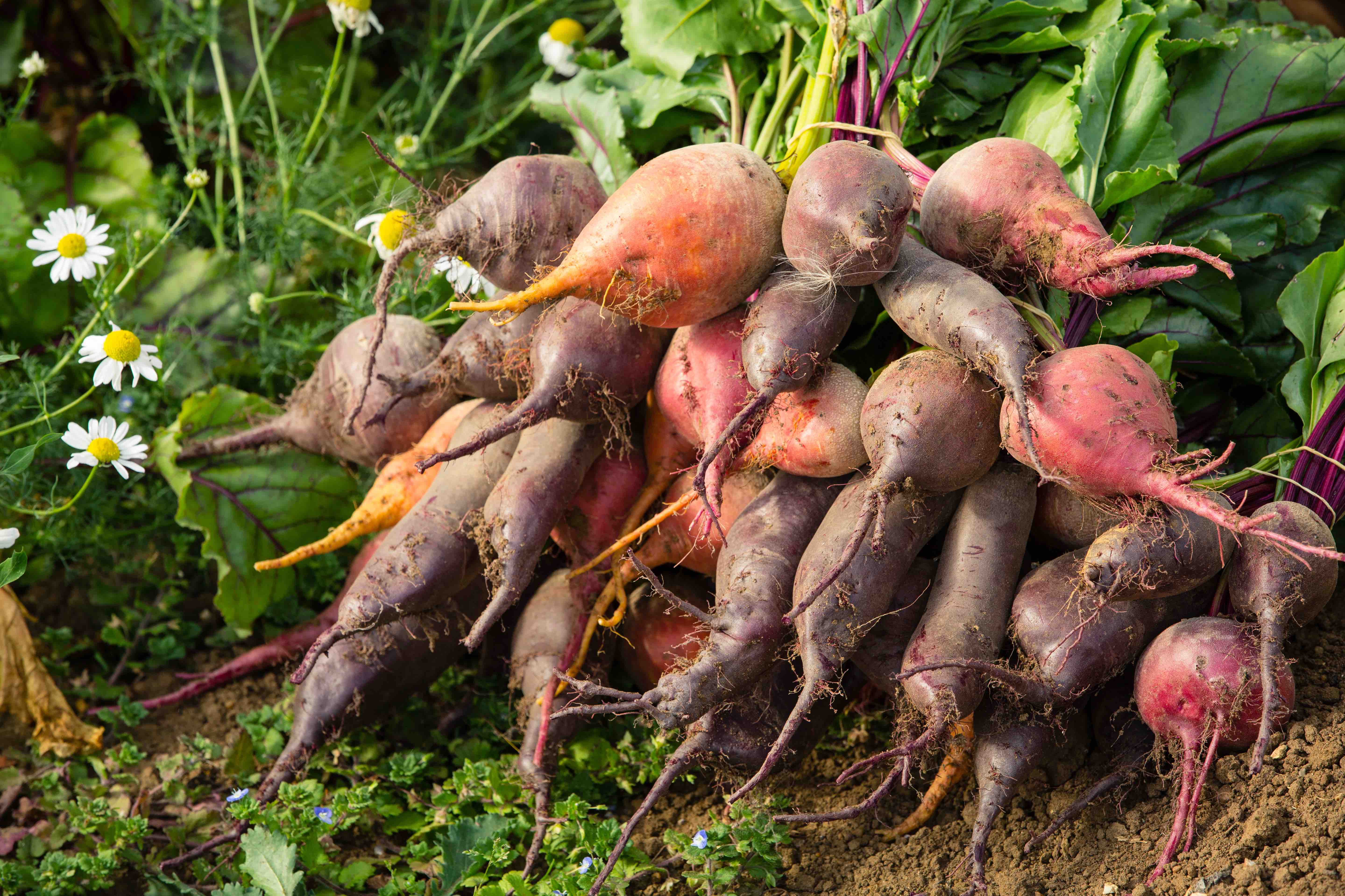 Image of Beetroot & Celery Soup