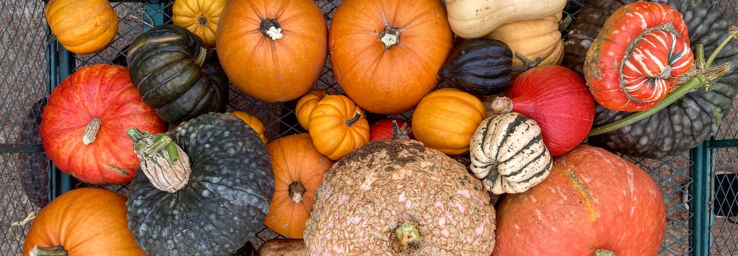 Image of Gem Squash