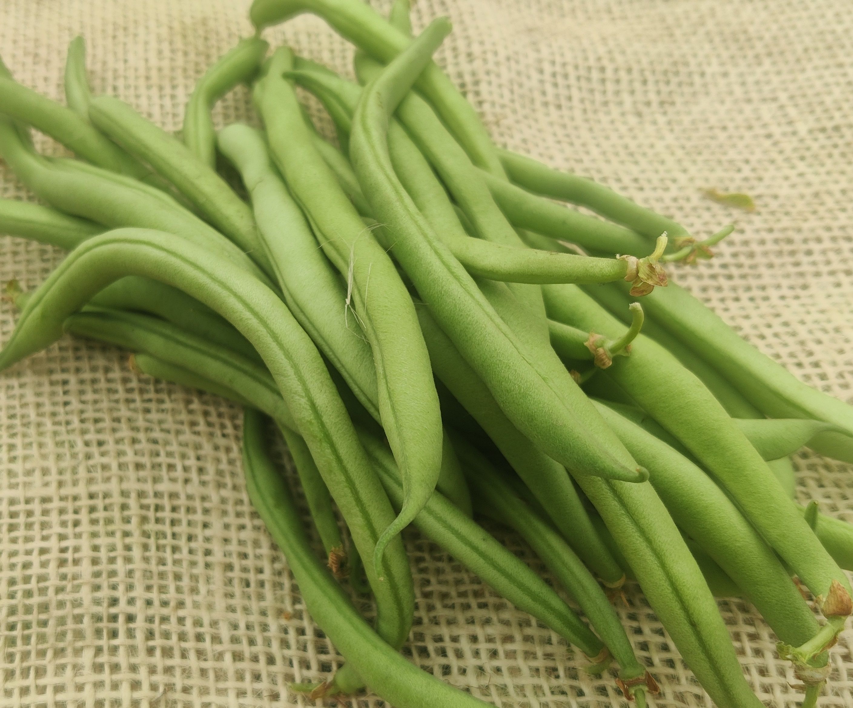 'Maxi' French Beans (Forty Hall Farm)