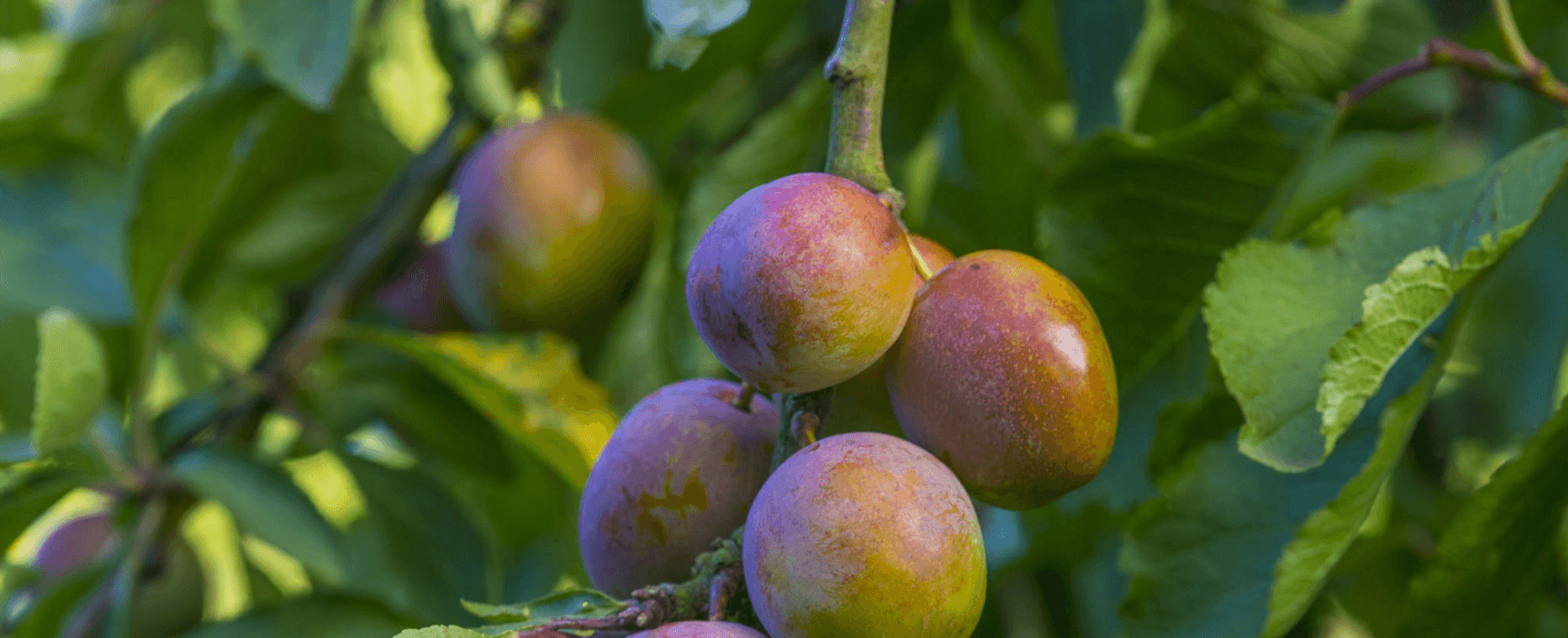 Image of Greengages
