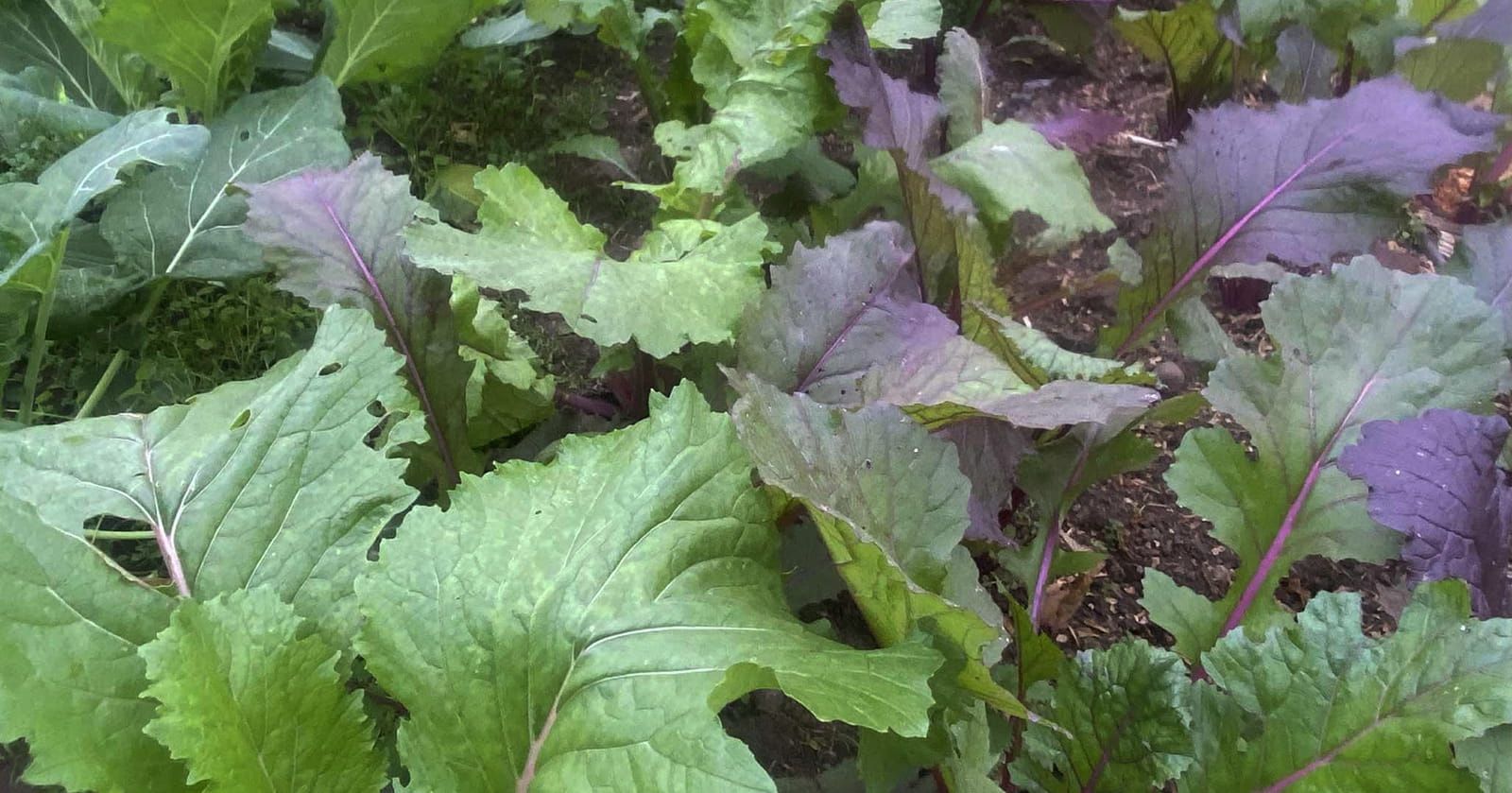 Image of Seasonal Greens (200g)