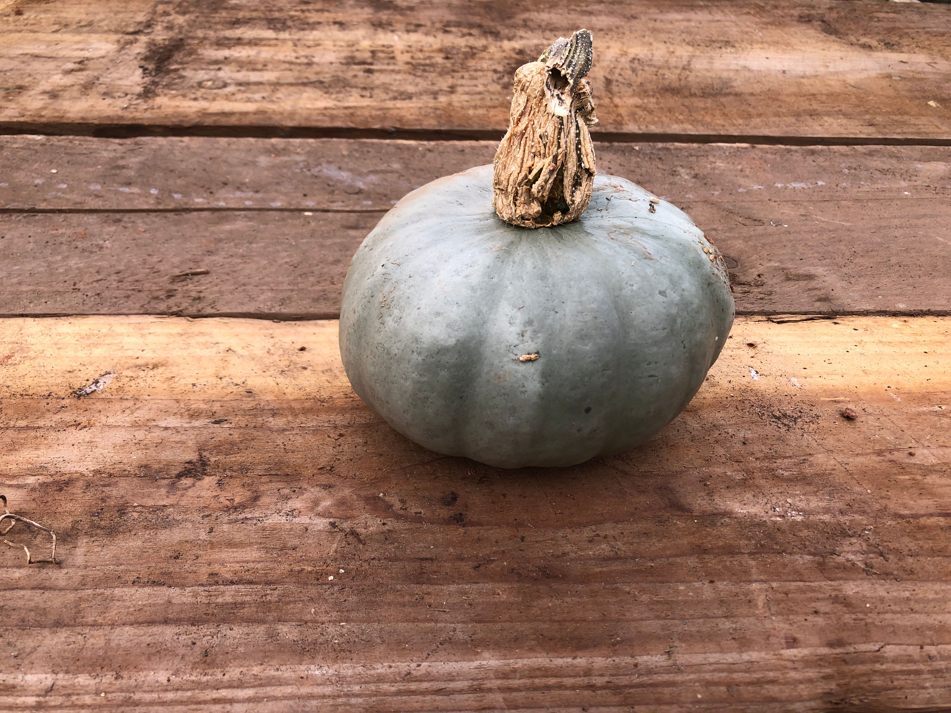 Squash - Crown Prince