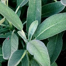 PYO Sage - Potted