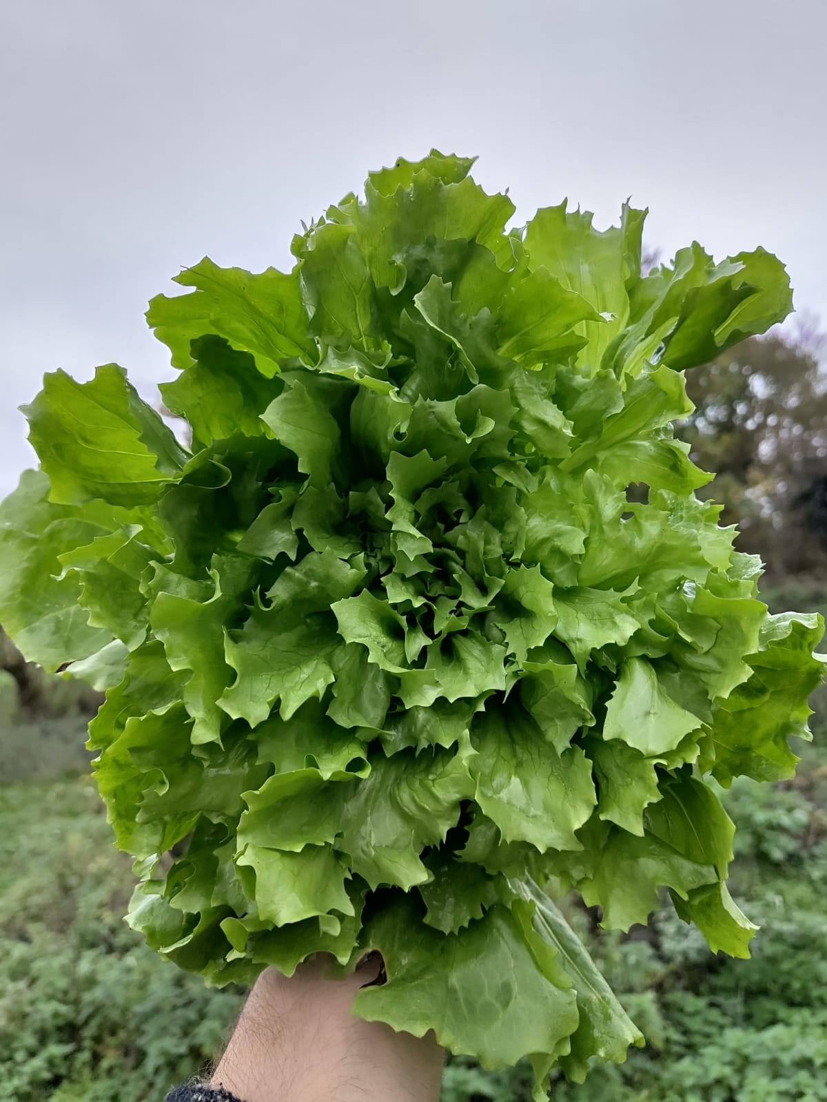 Image of Endive, Nuance