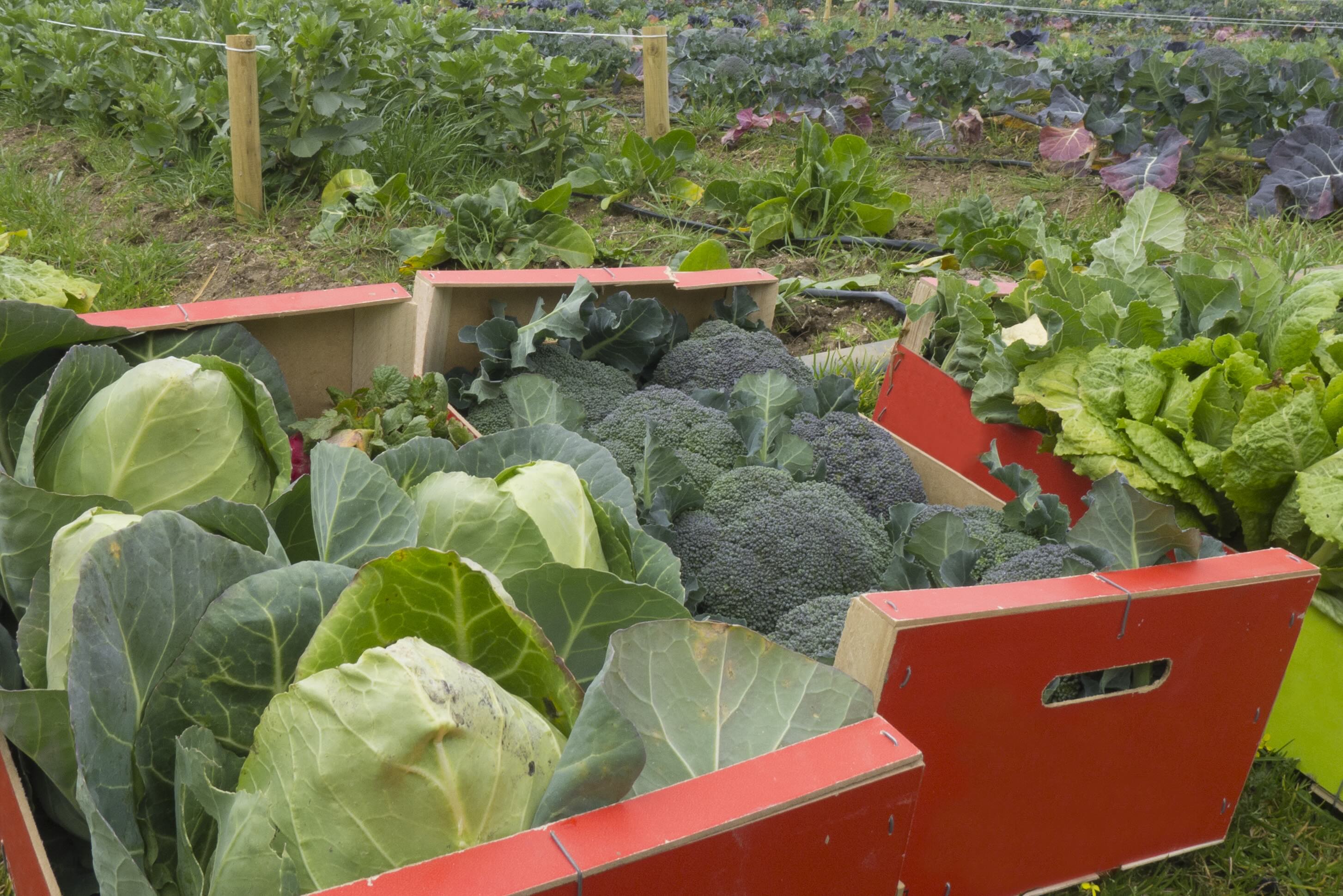 Image of Cabbage 'Green'
