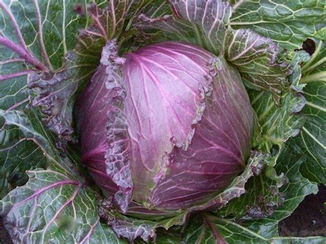 Cabbage, January King