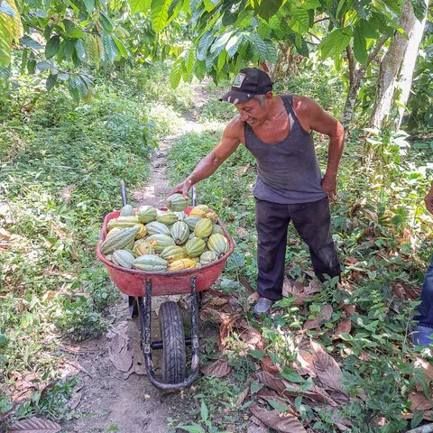 Image of Darkroom Chocolate - Mexico Lavado