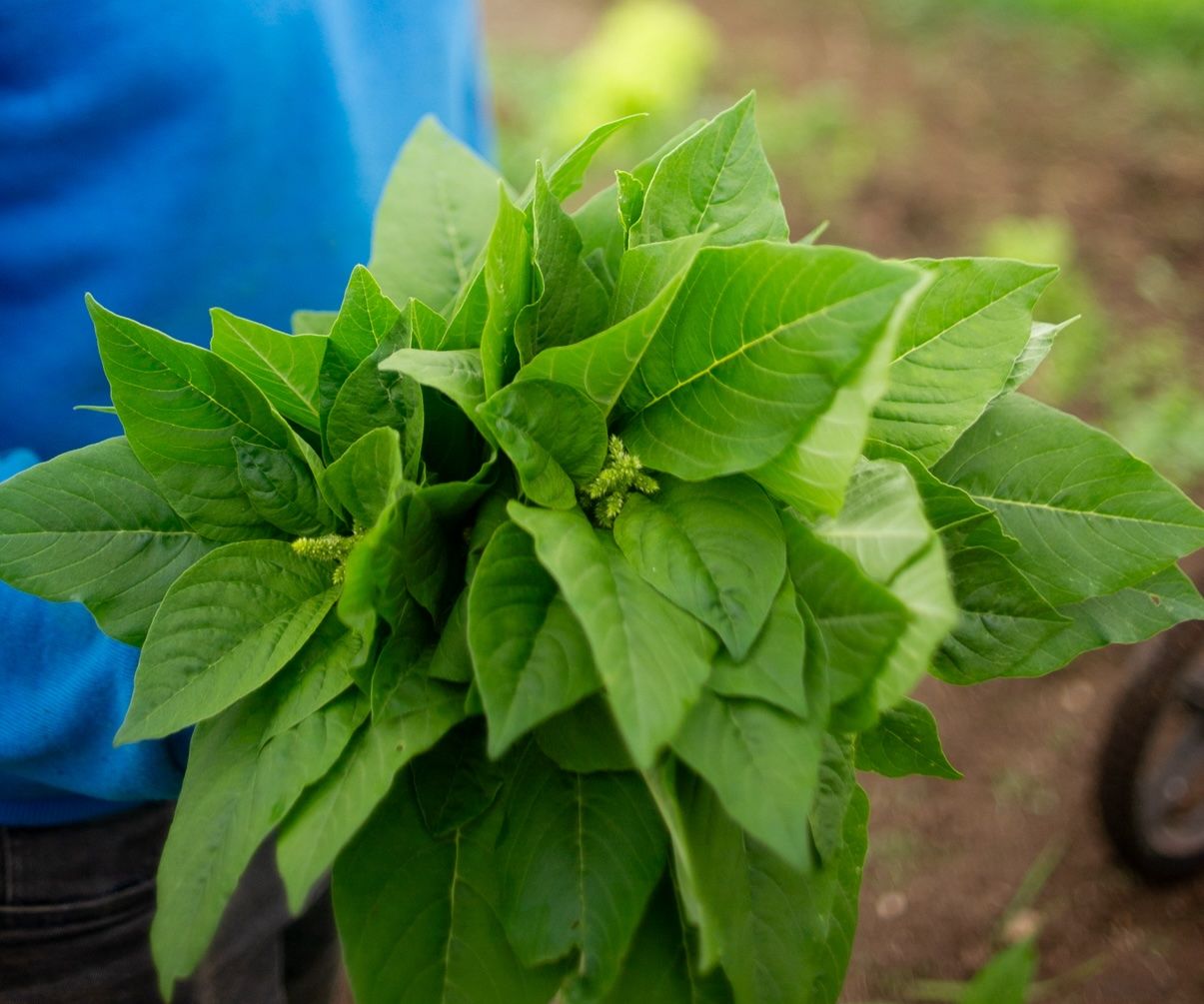 Image of Vlita
Amaranth Green Giant
