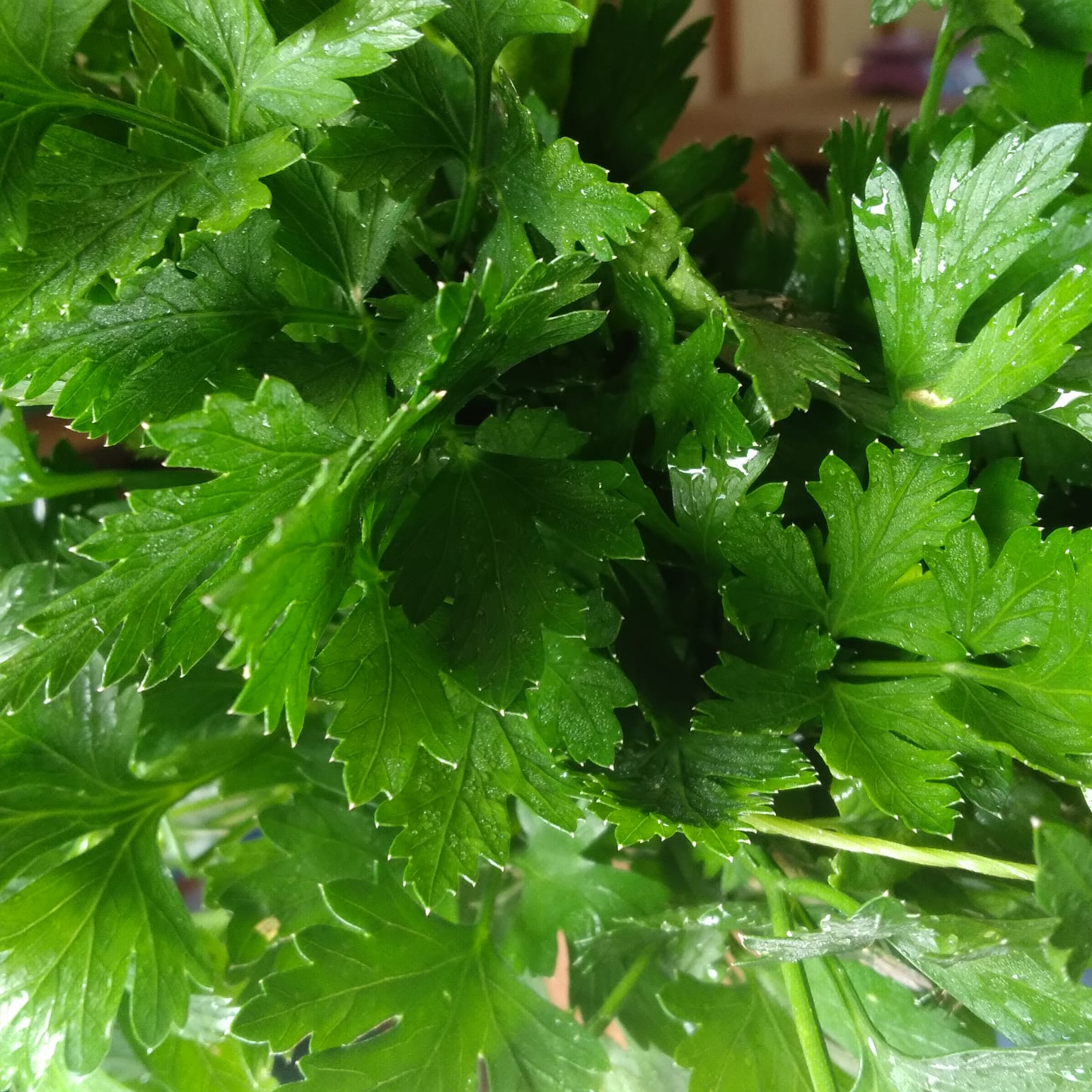 Parsley