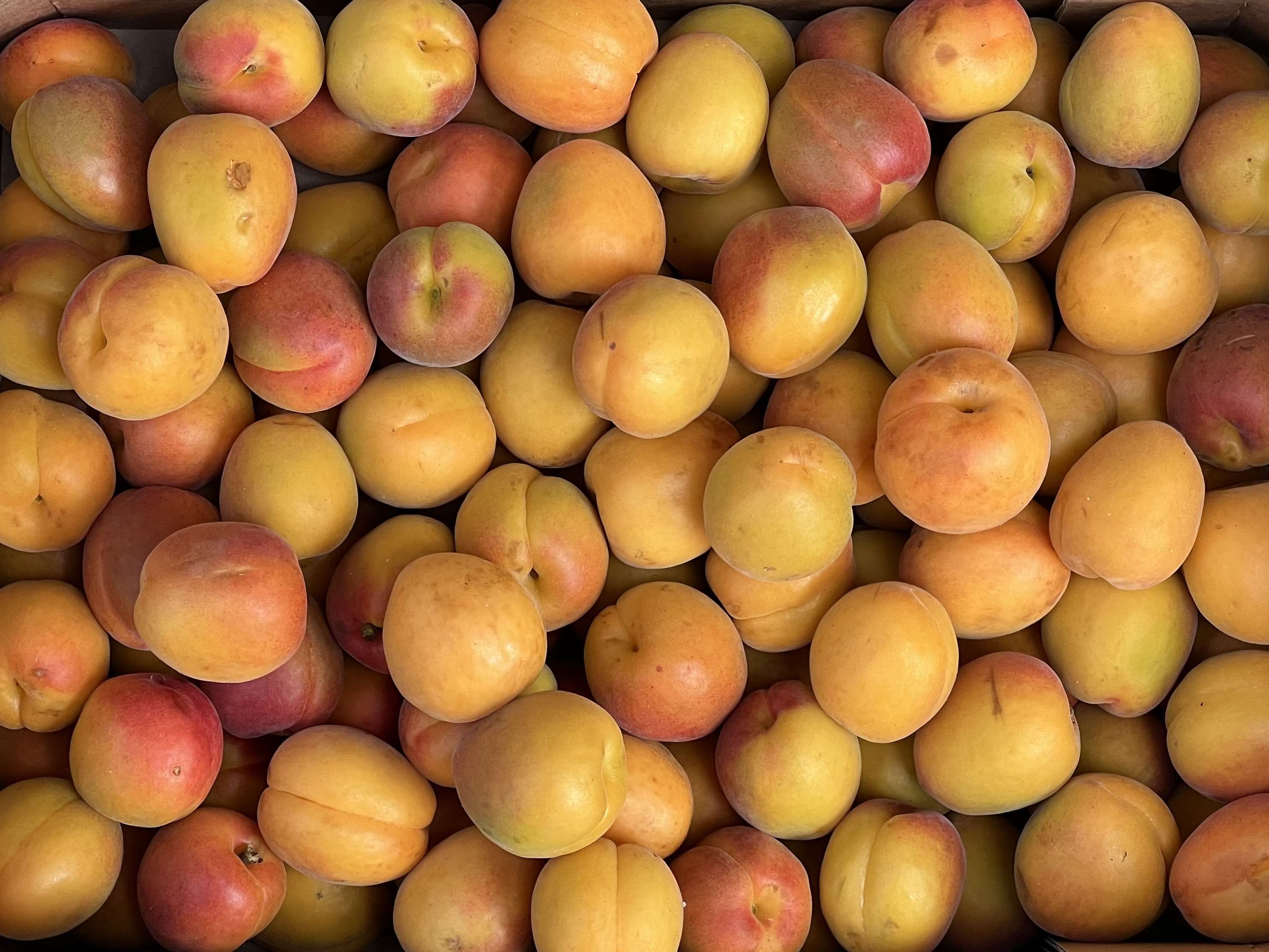 Apricot