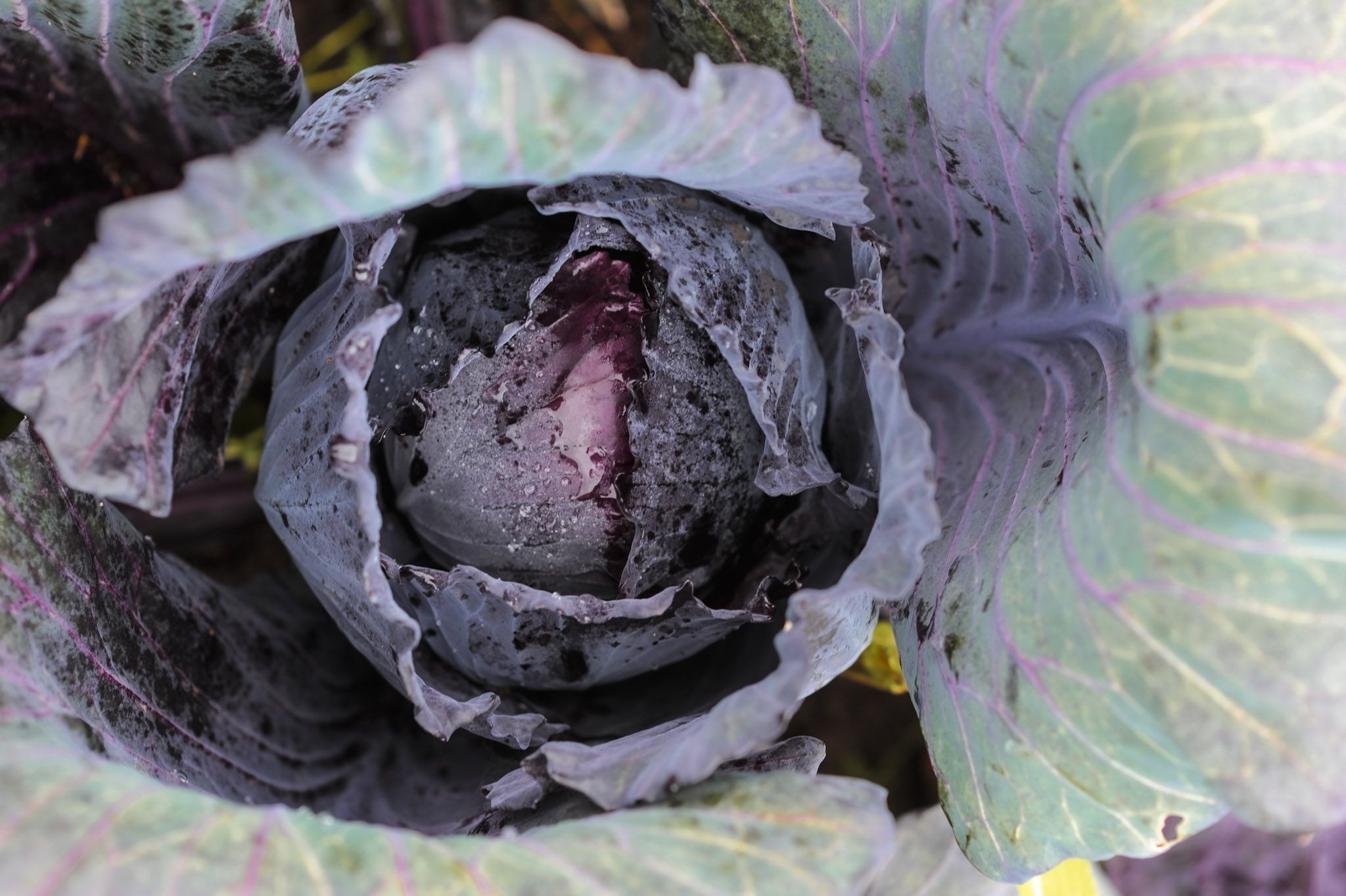 Image of 4 Ways With Our Red Cabbage