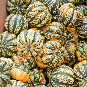 PYO Squash -  Celebration 